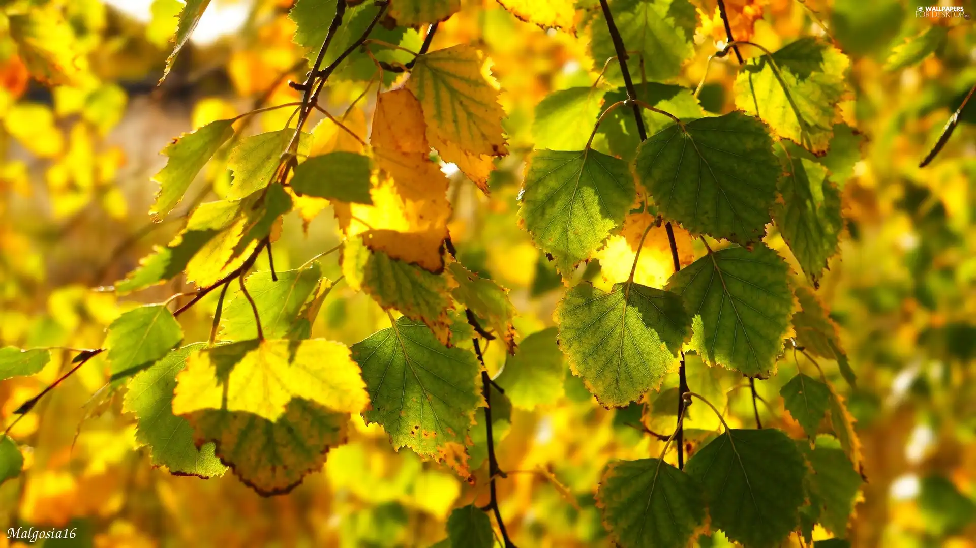 birch-tree, Autumn, Leaf, Twigs