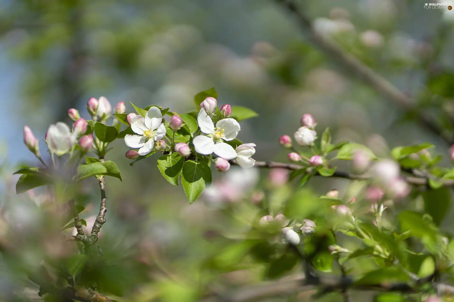 twig, Flowers, Fruit Tree, white and pink