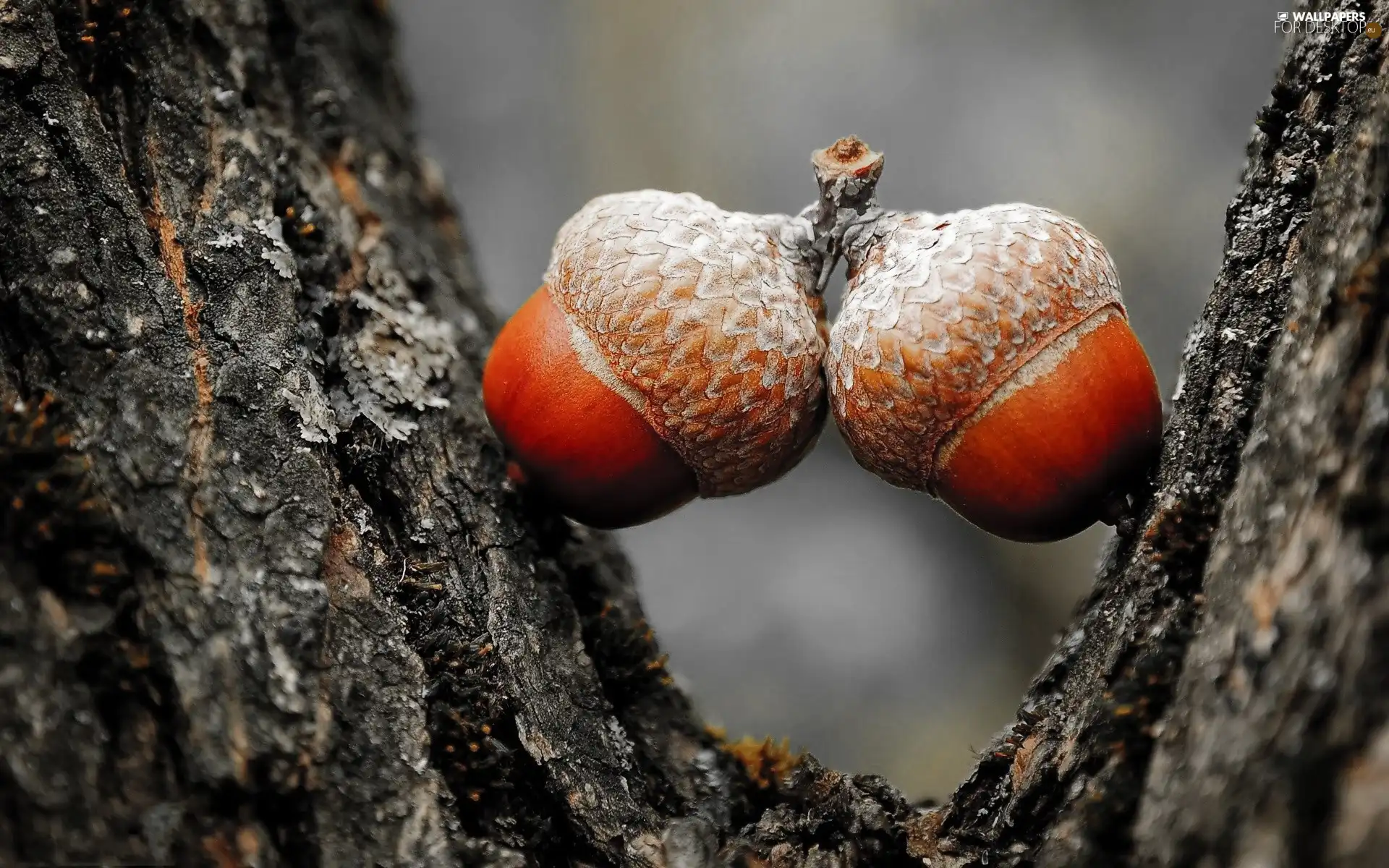 Acorns, trees