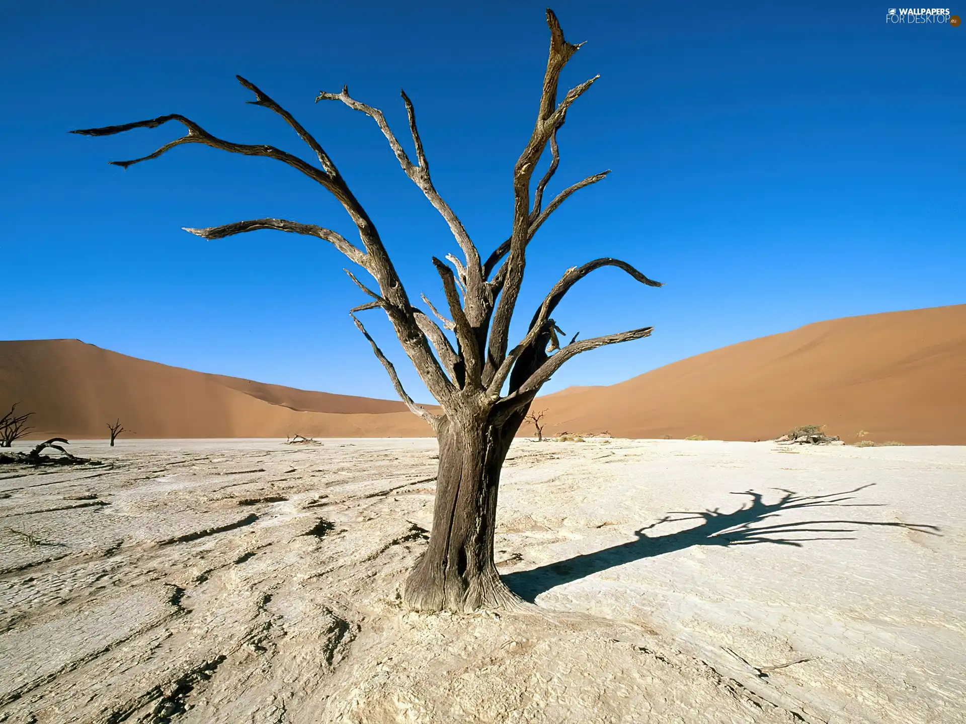 Desert, Africa, trees, Ascension, dry, Areas