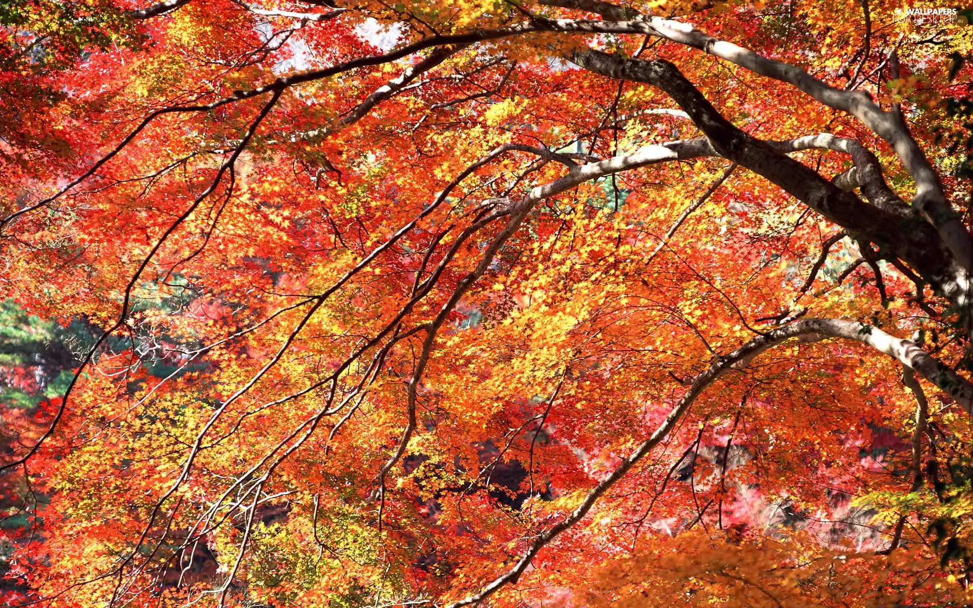 trees, Orange, Autumn