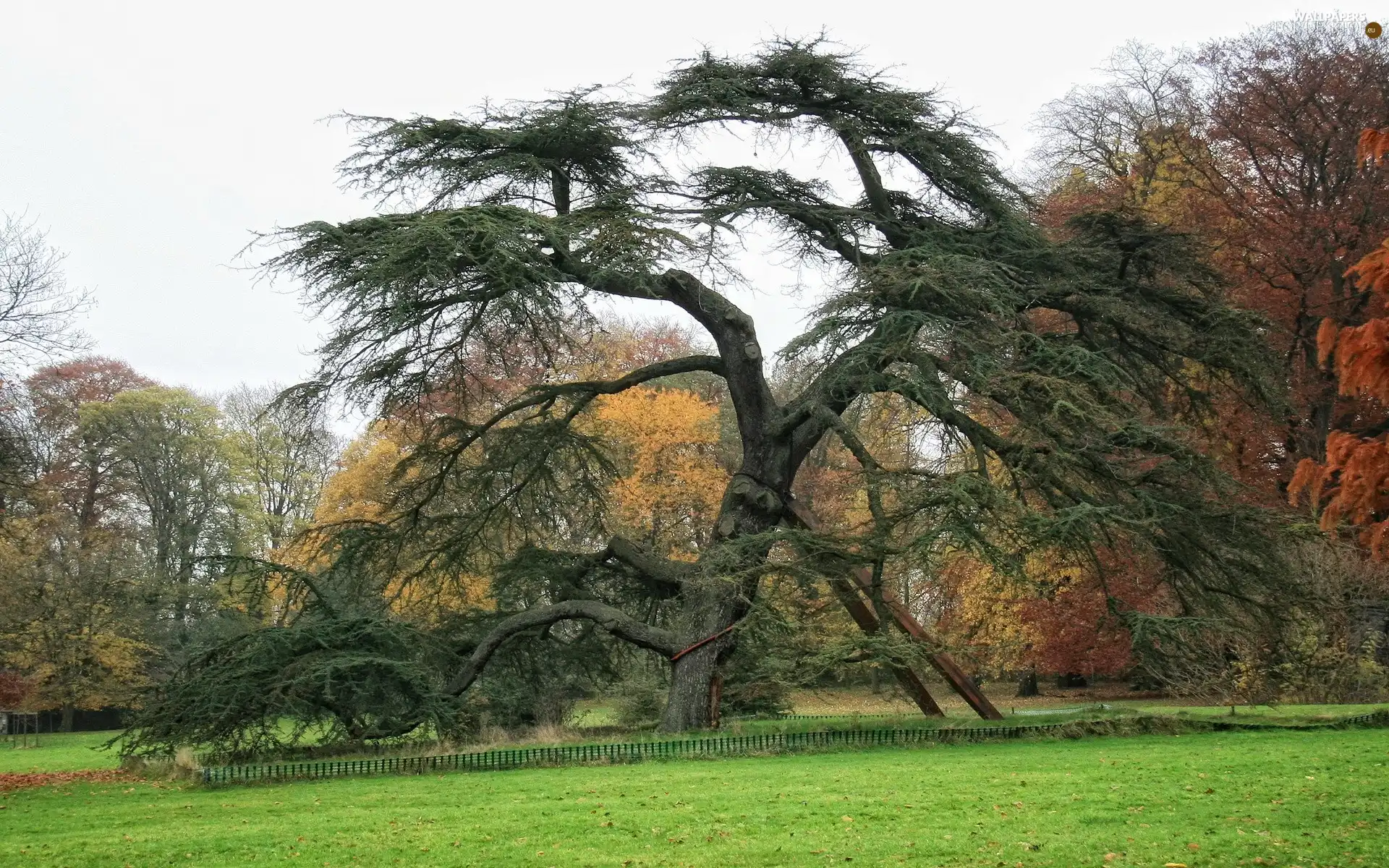 autumn, propped, trees, old