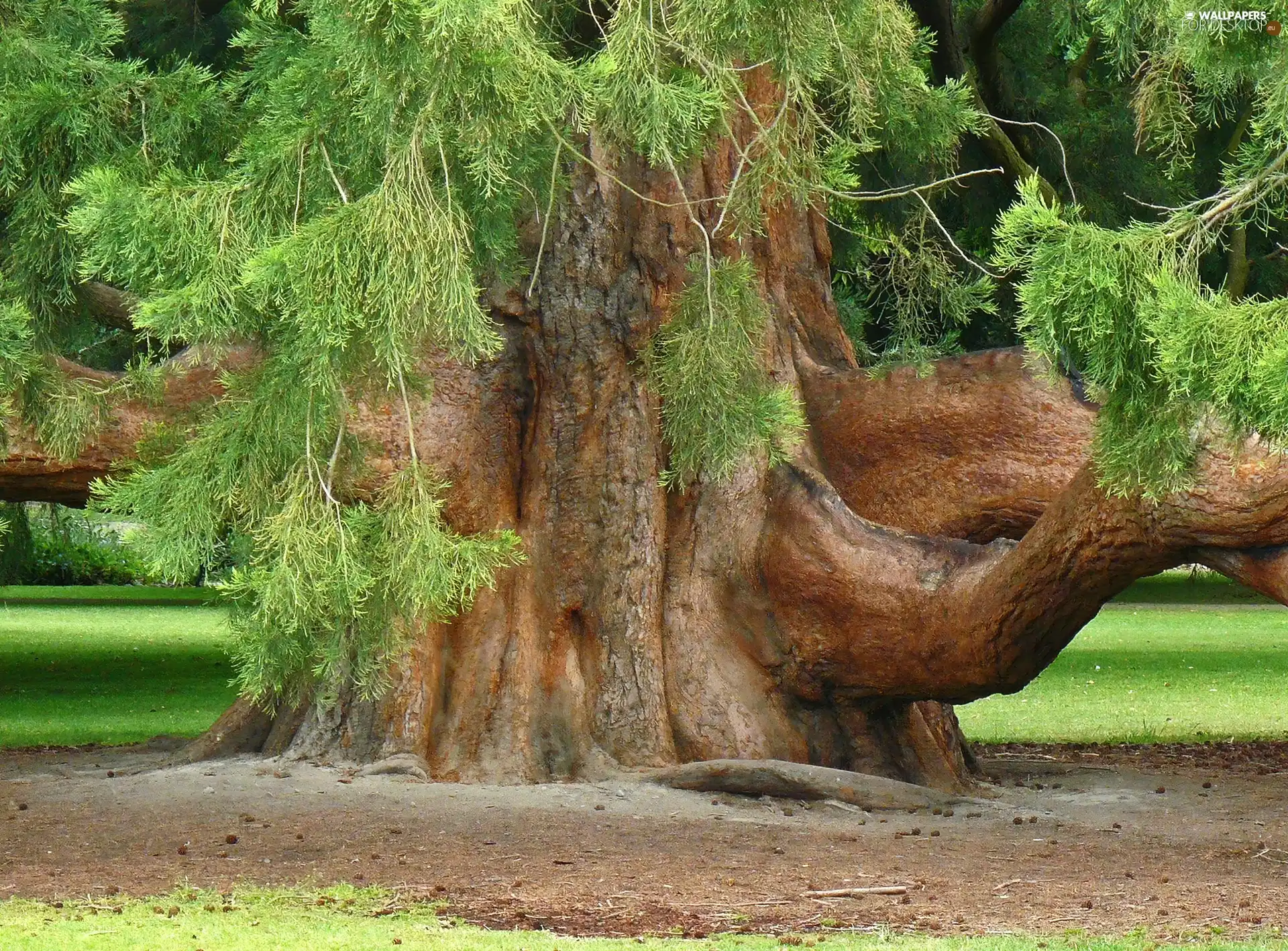 trees, old, Big