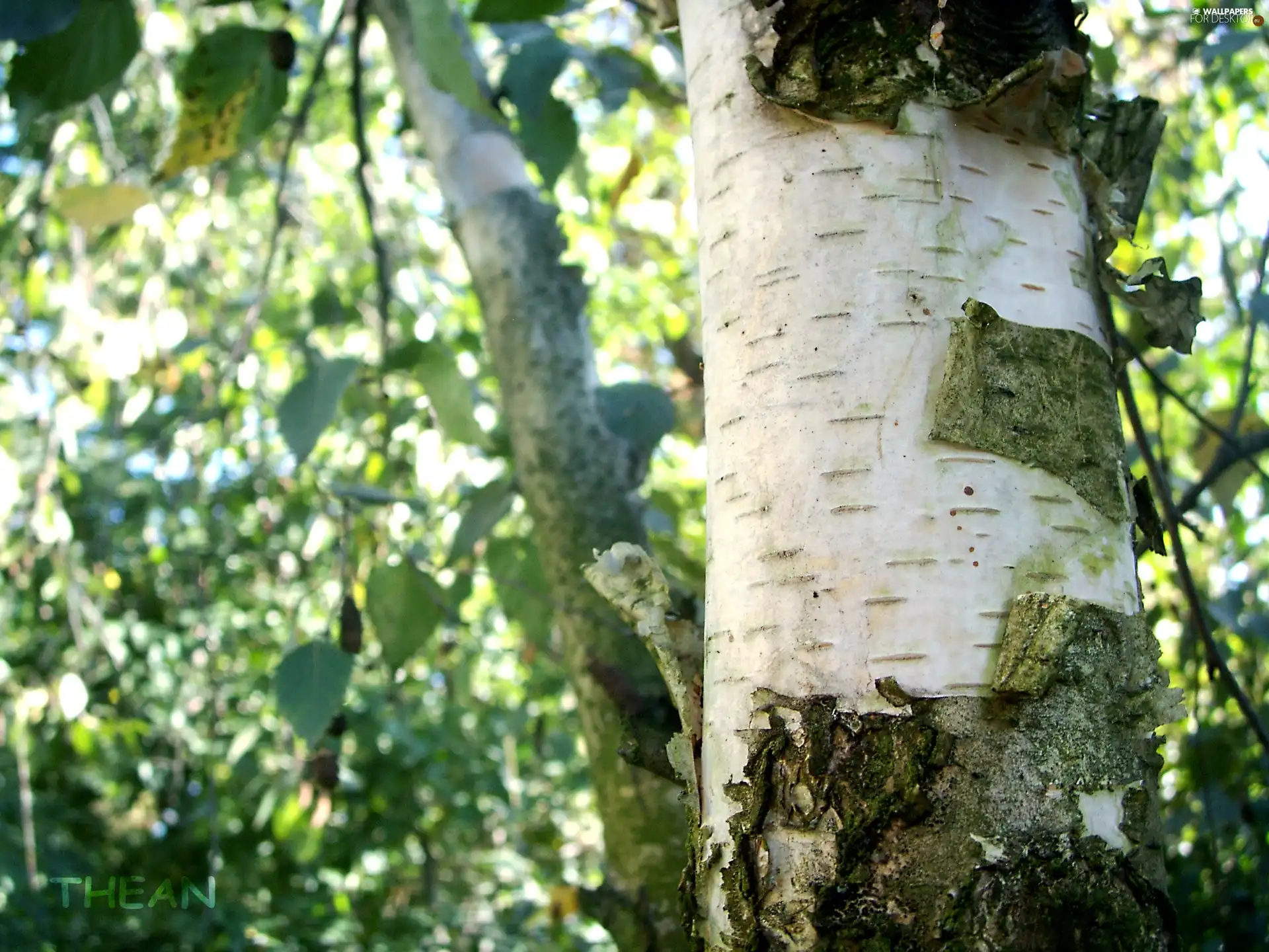 cork, birch-tree, trees