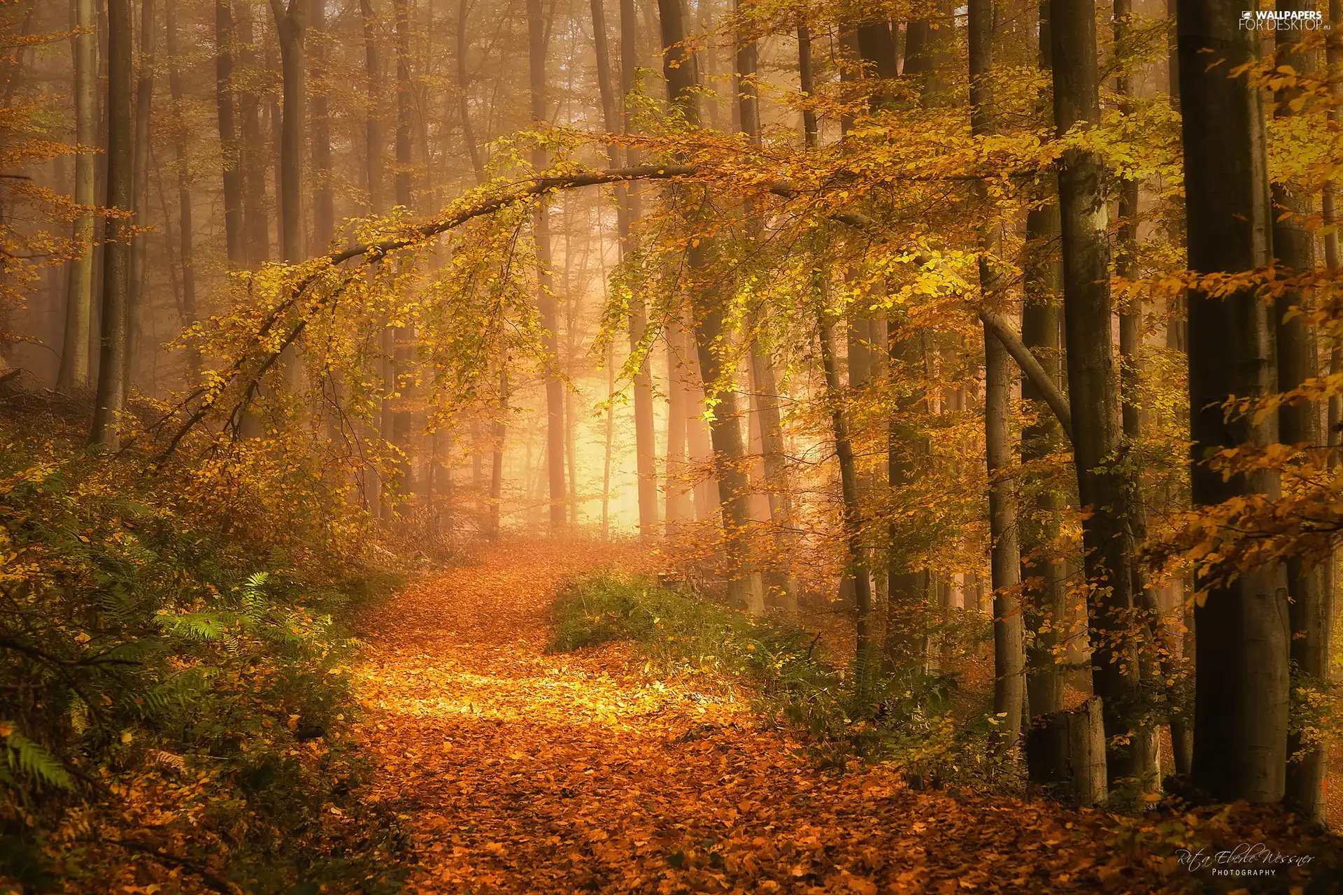 trees, forest, viewes, autumn, fallen, Leaf, branch, Path, inclined