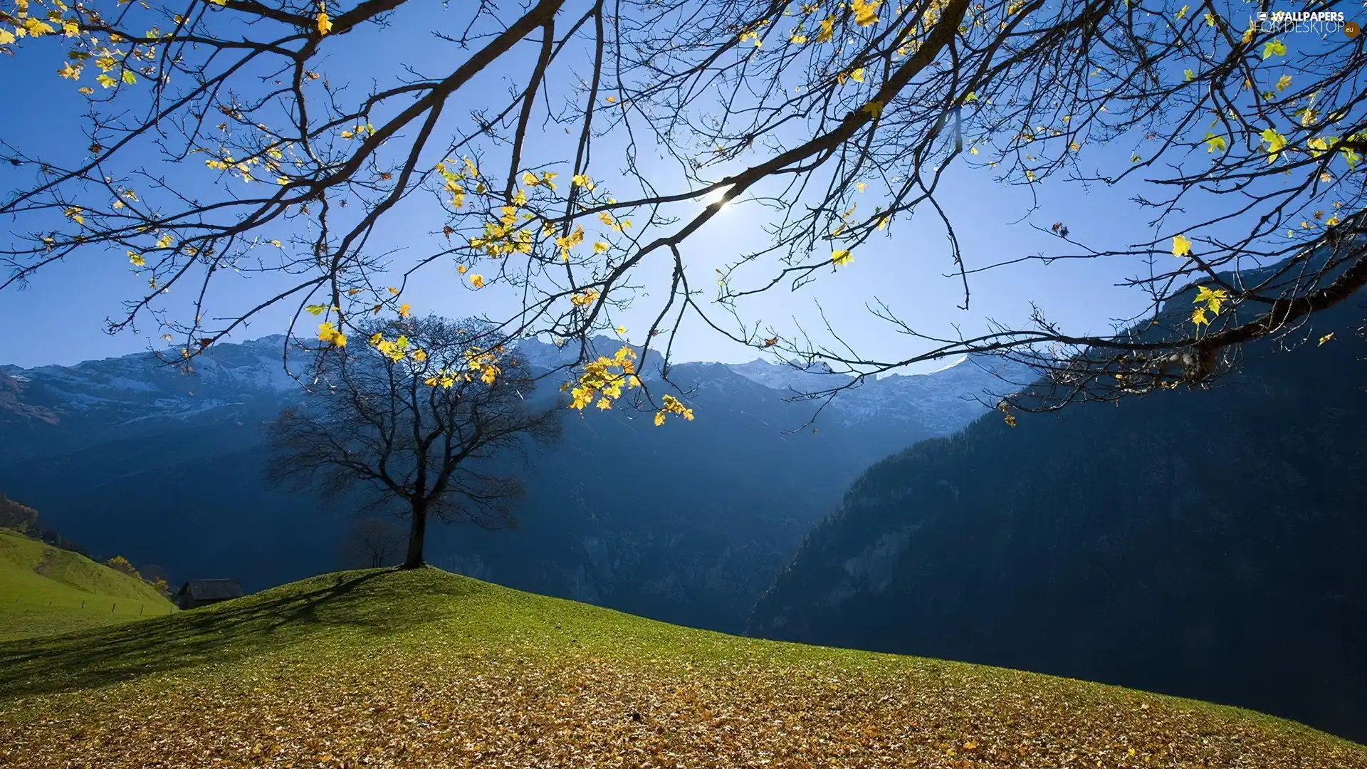 trees, autumn, branch pics, hill, Mountains