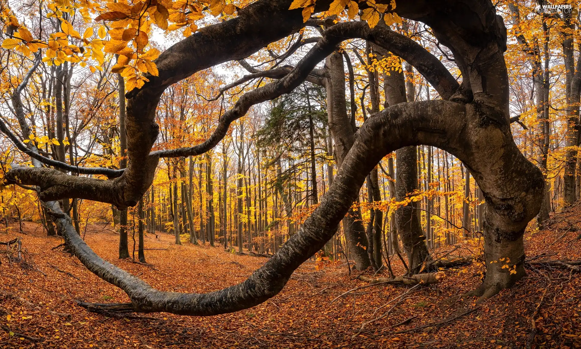 trees, forest, viewes, trees, Leaf, autumn, branches, fallen, curves