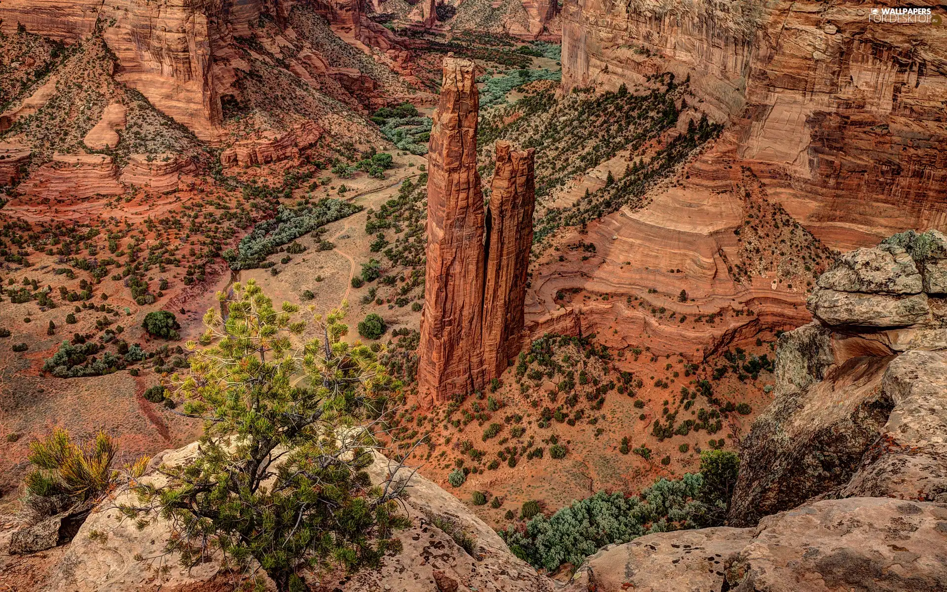 canyon, trees
