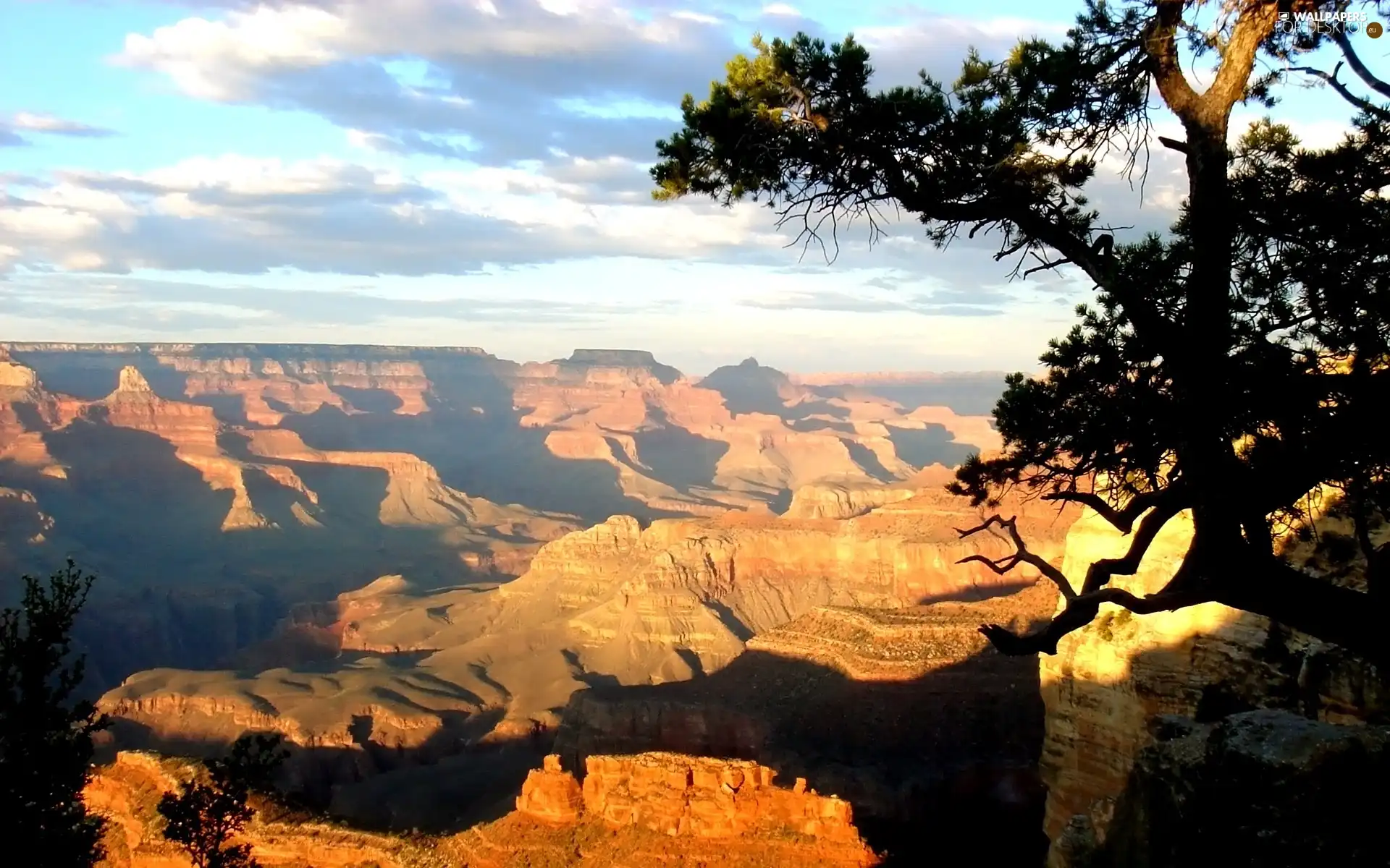 canyon, trees