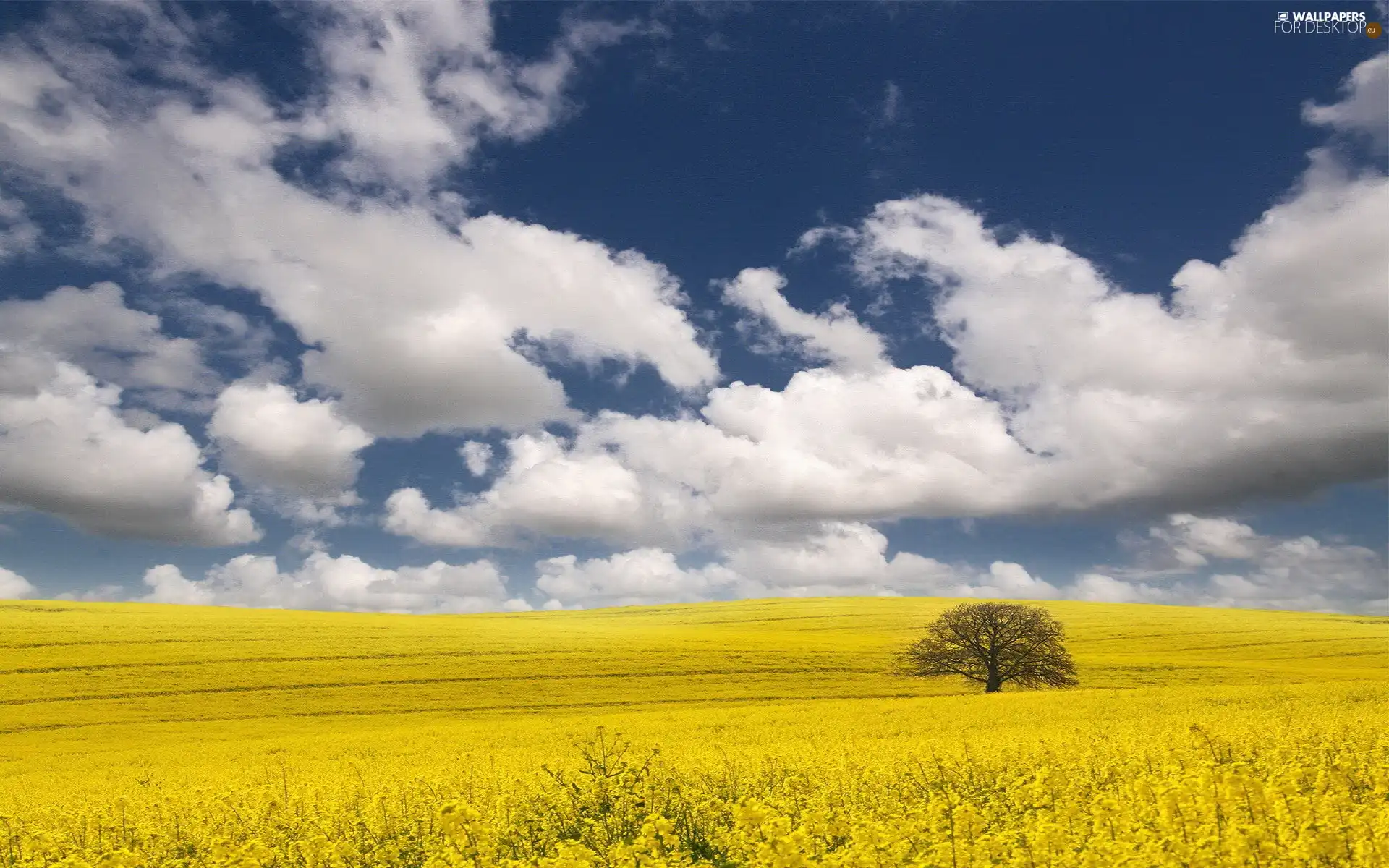 trees, Field, clouds