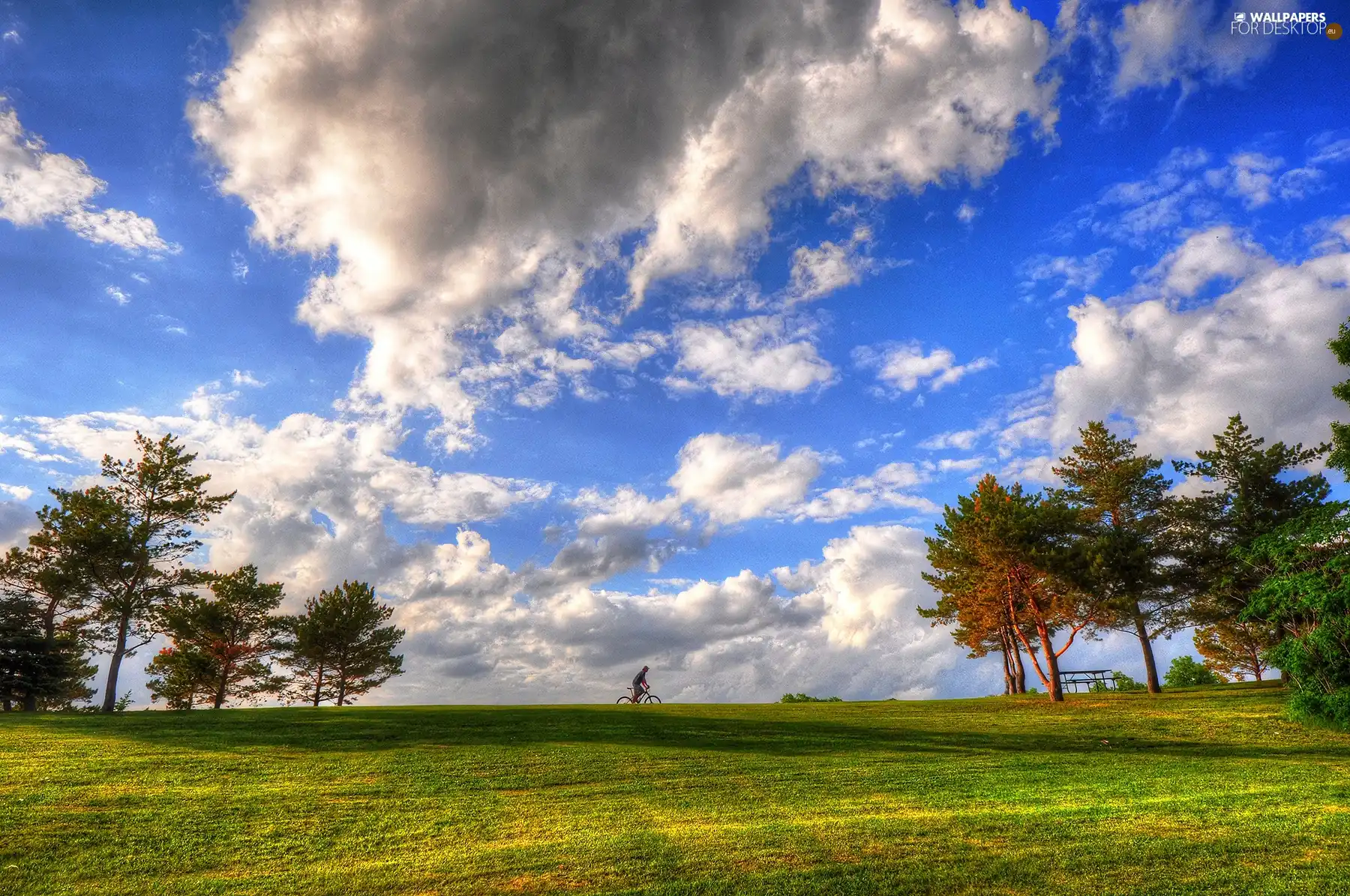 clouds, trees, Bike, viewes, cyclist, Sky, Park, grass