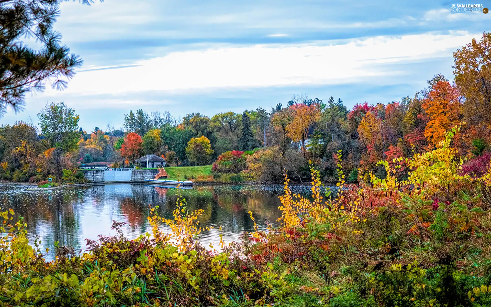 viewes, River, color, trees, autumn, Bush, Leaf