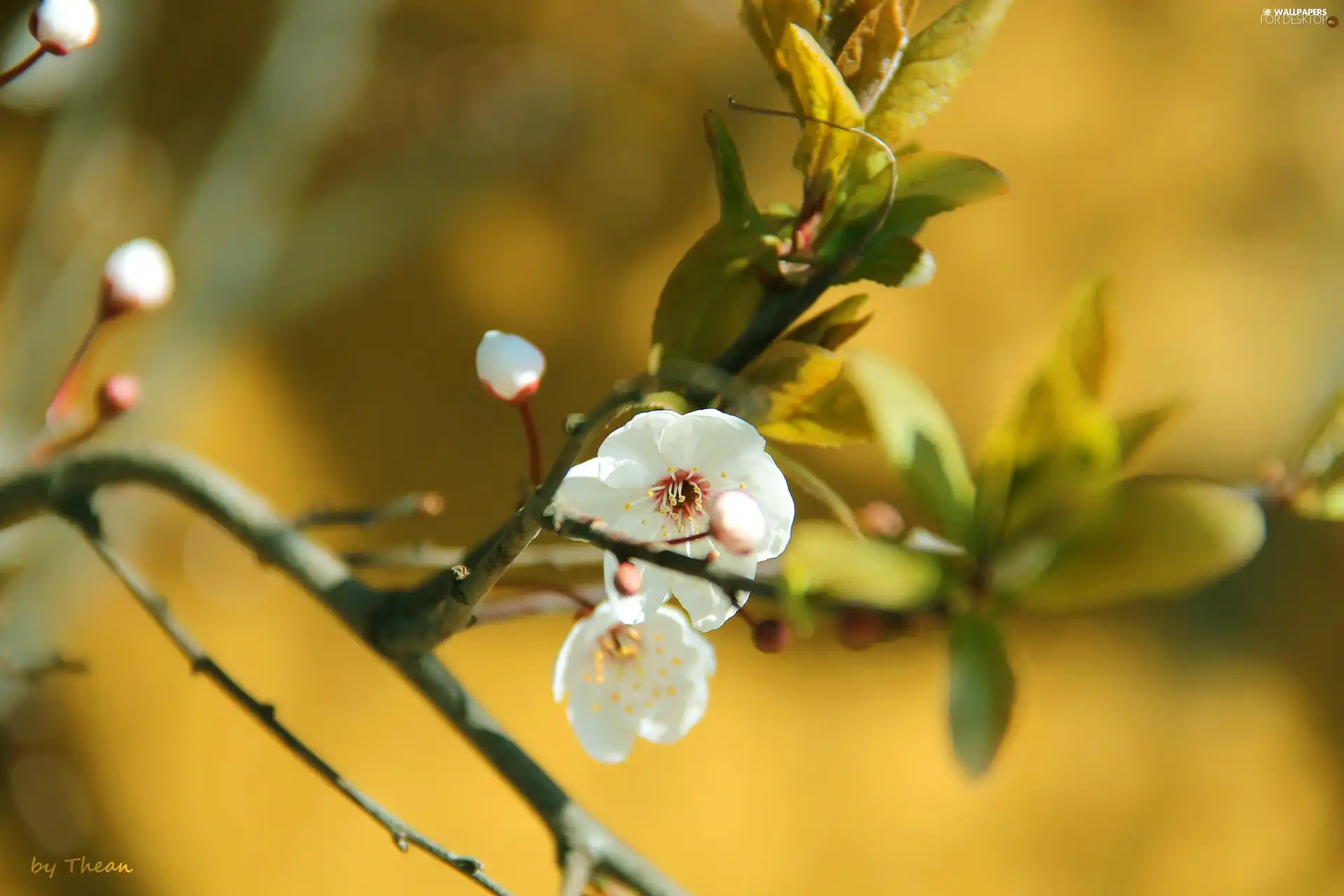 fruit, Colourfull Flowers, trees