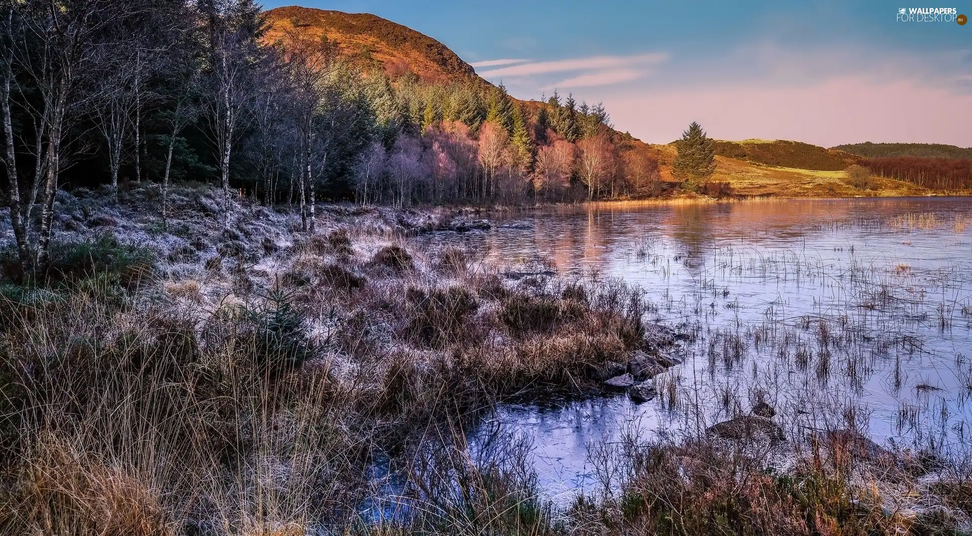 viewes, autumn, dry, trees, lake, birch, grass