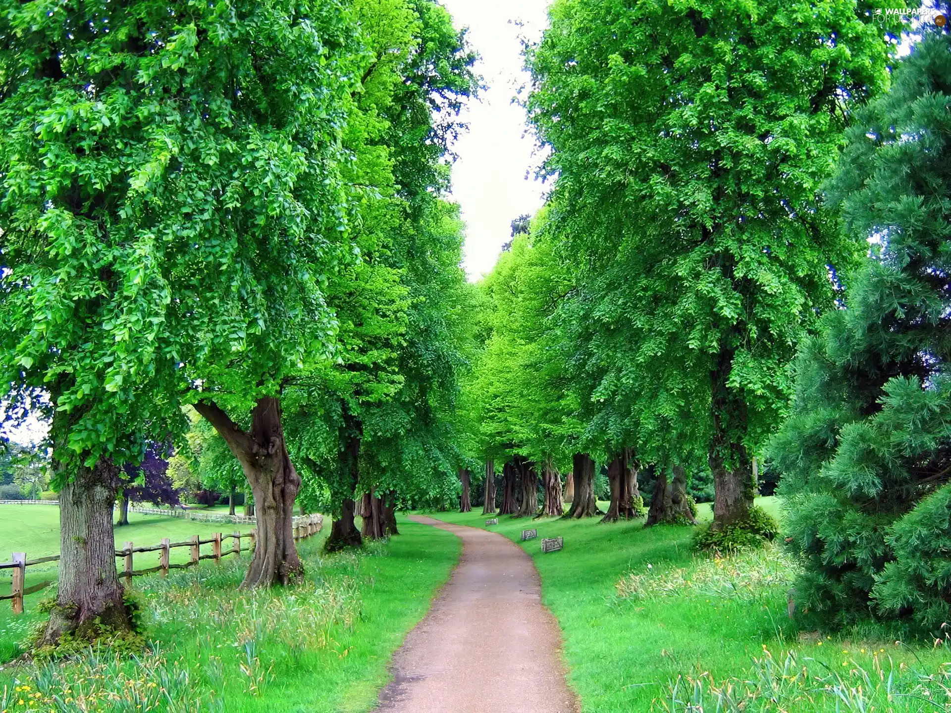 trees, Way, fence, Field, viewes, green ones