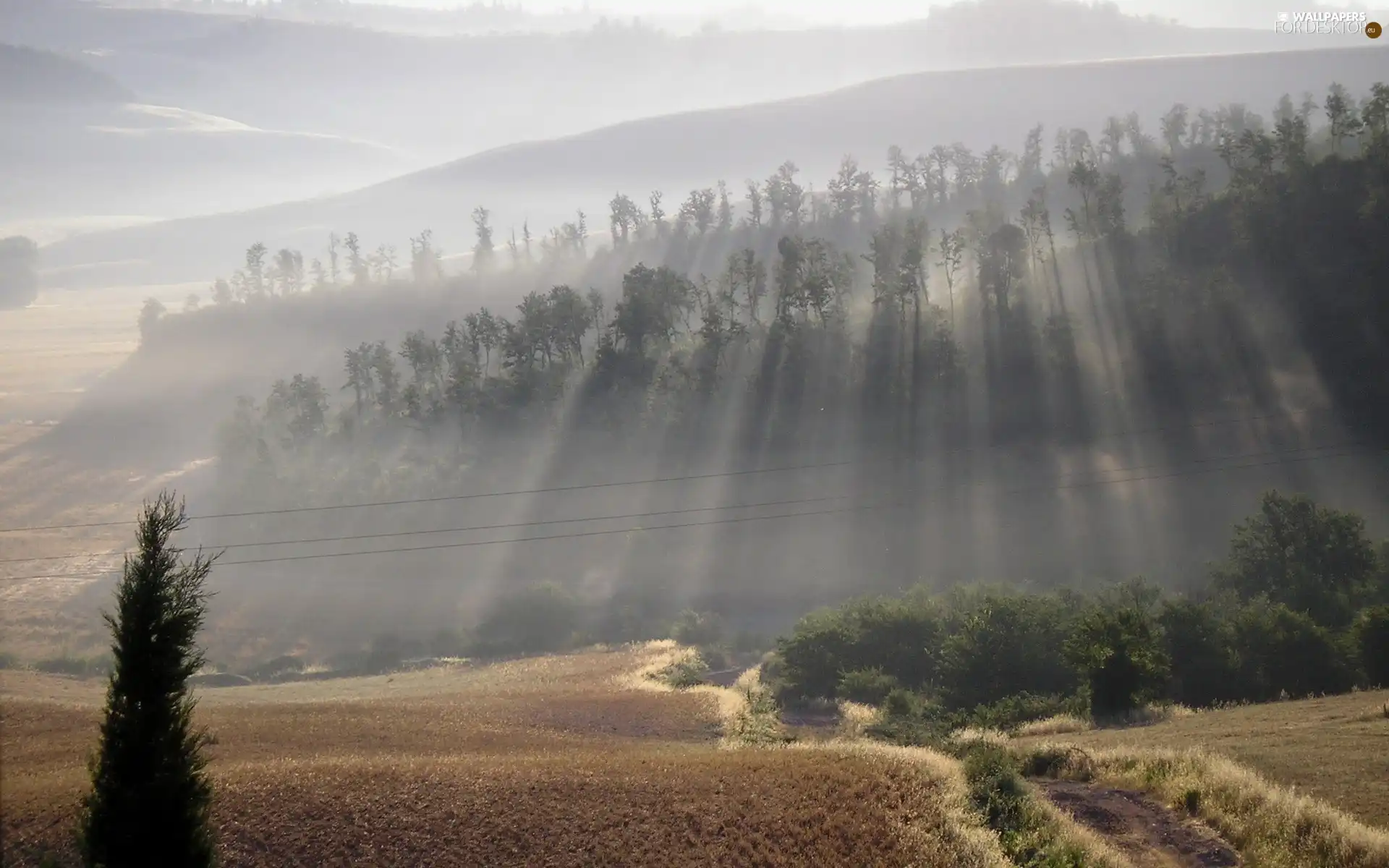 viewes, rays of the Sun, field, trees, Way