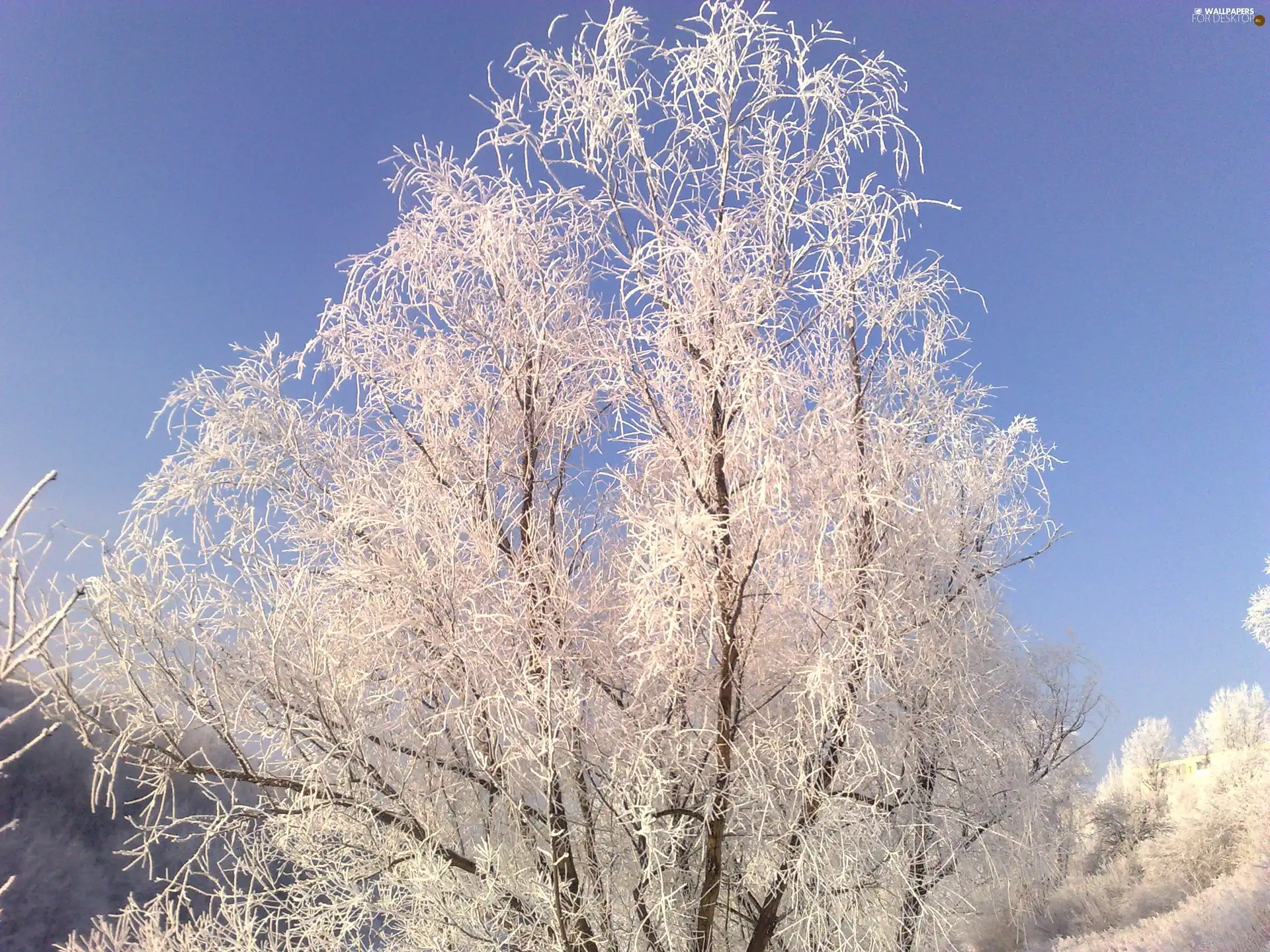frosty, trees