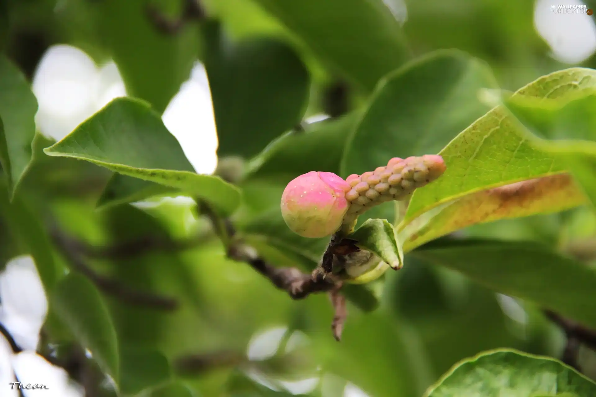 trees, odd, fruit