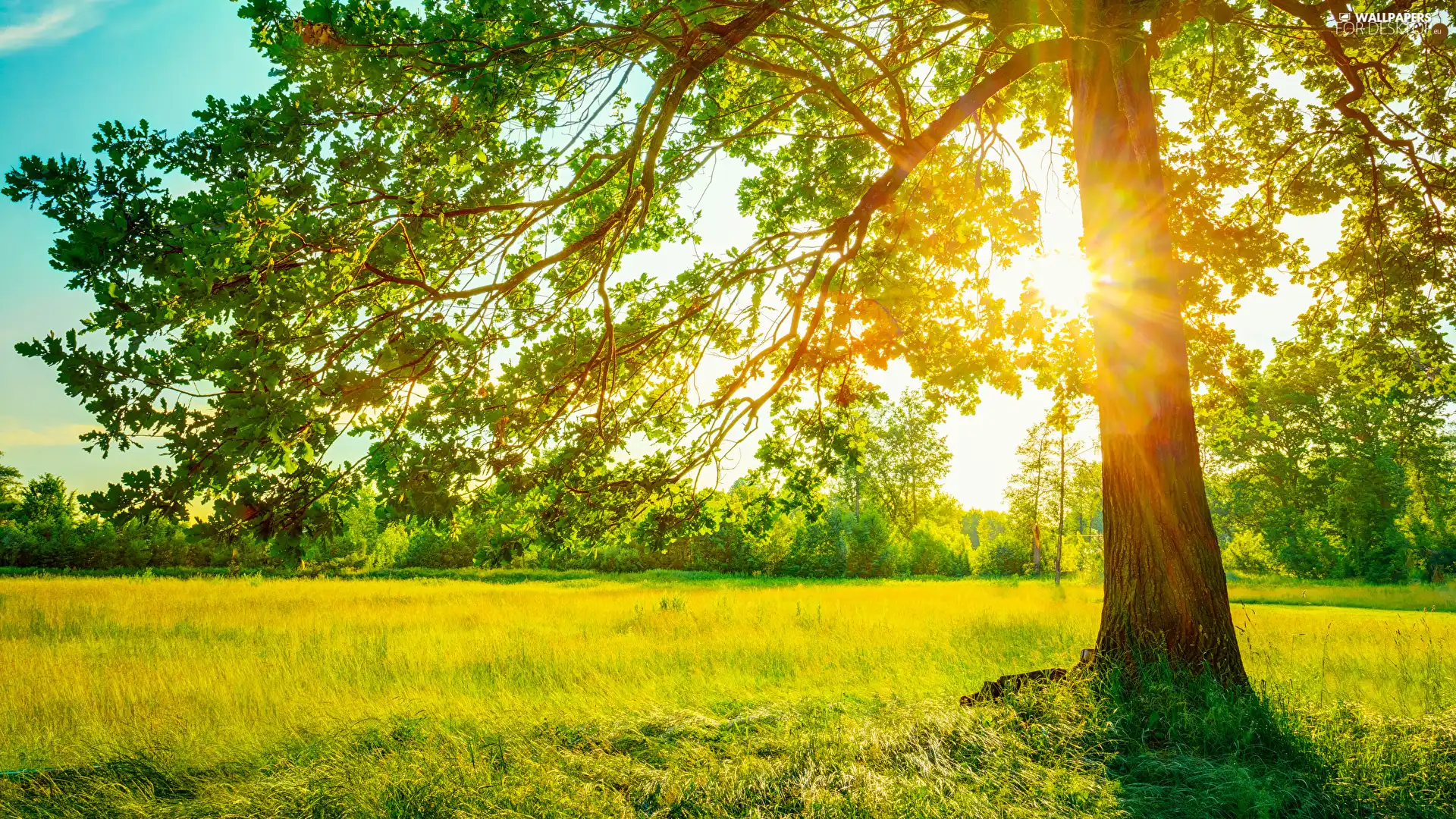 grass, oak, Sunlight, trees