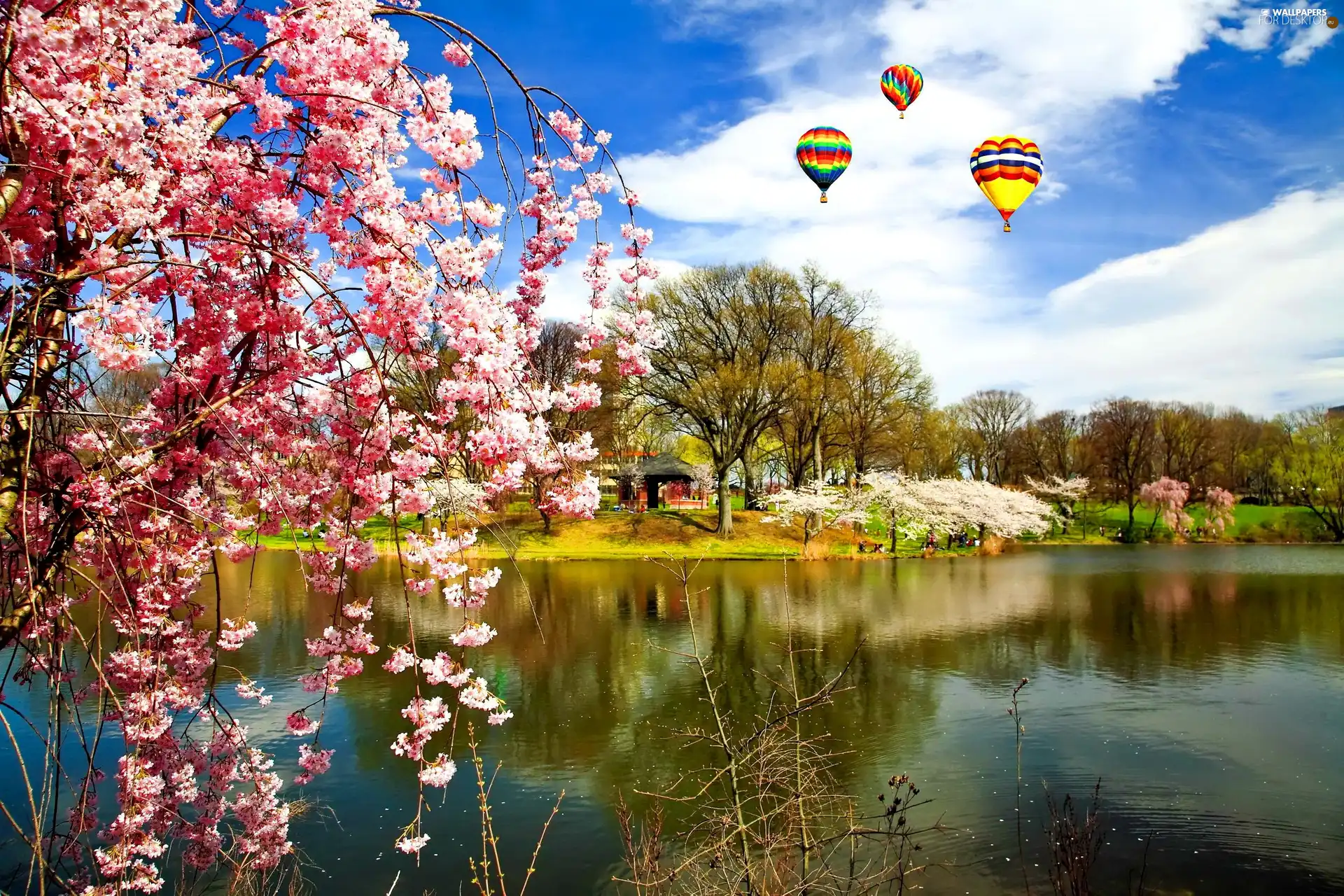 lake, flourishing, trees, Balloons