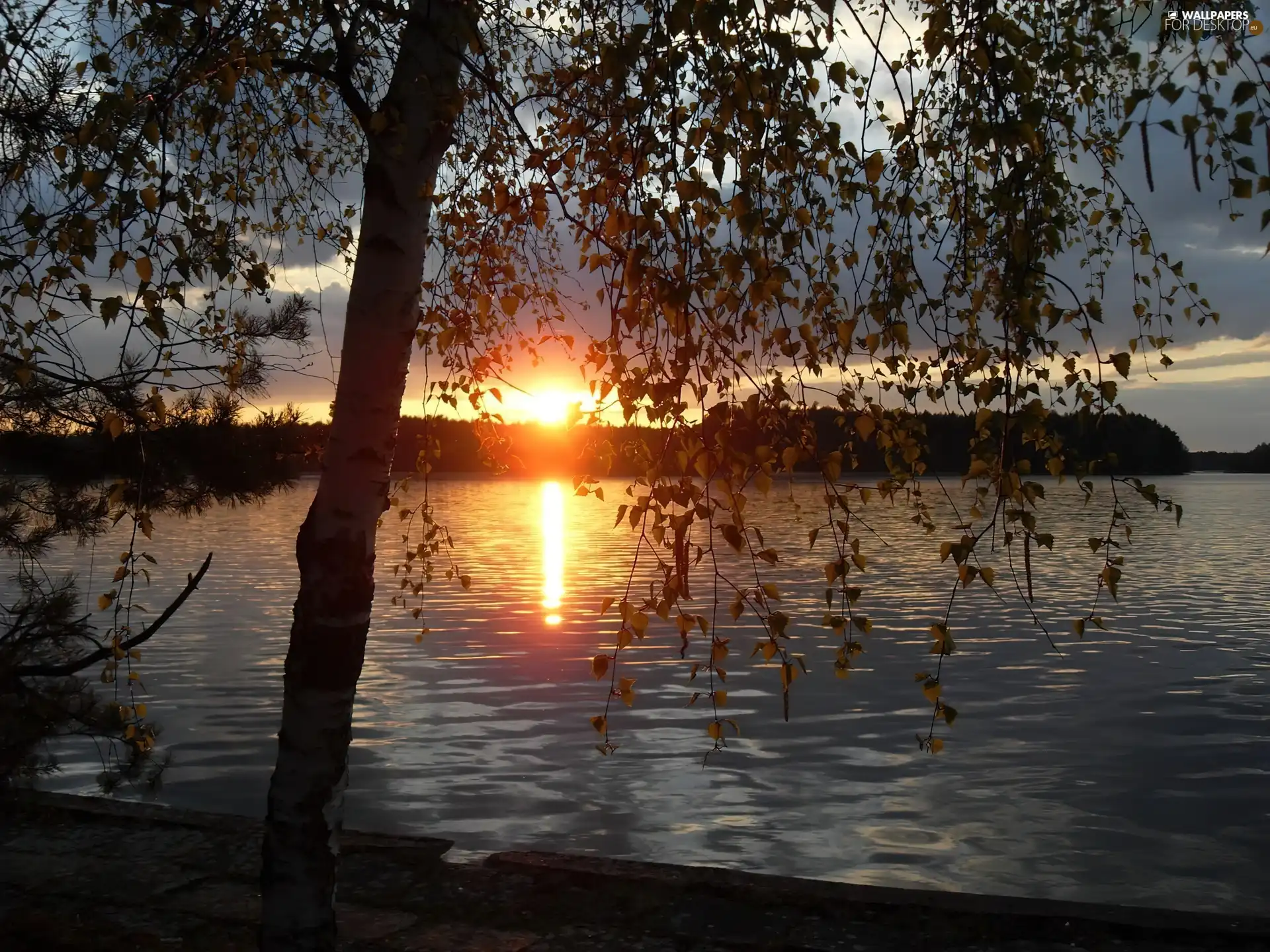 lake, sun, trees, west