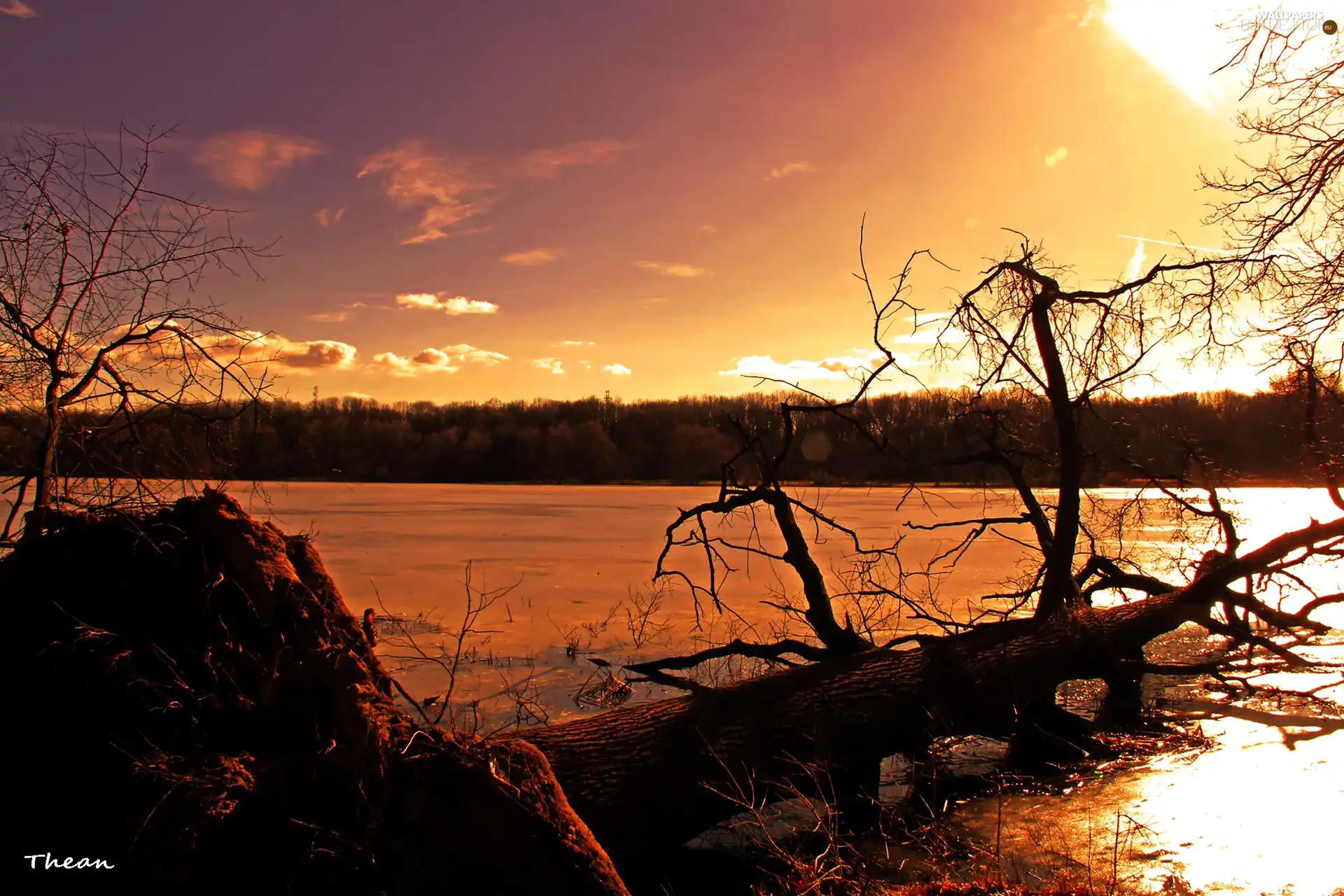 trees, wind, lake