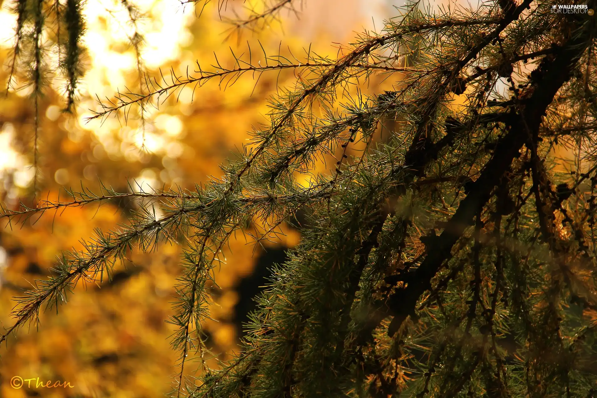 larch, trees