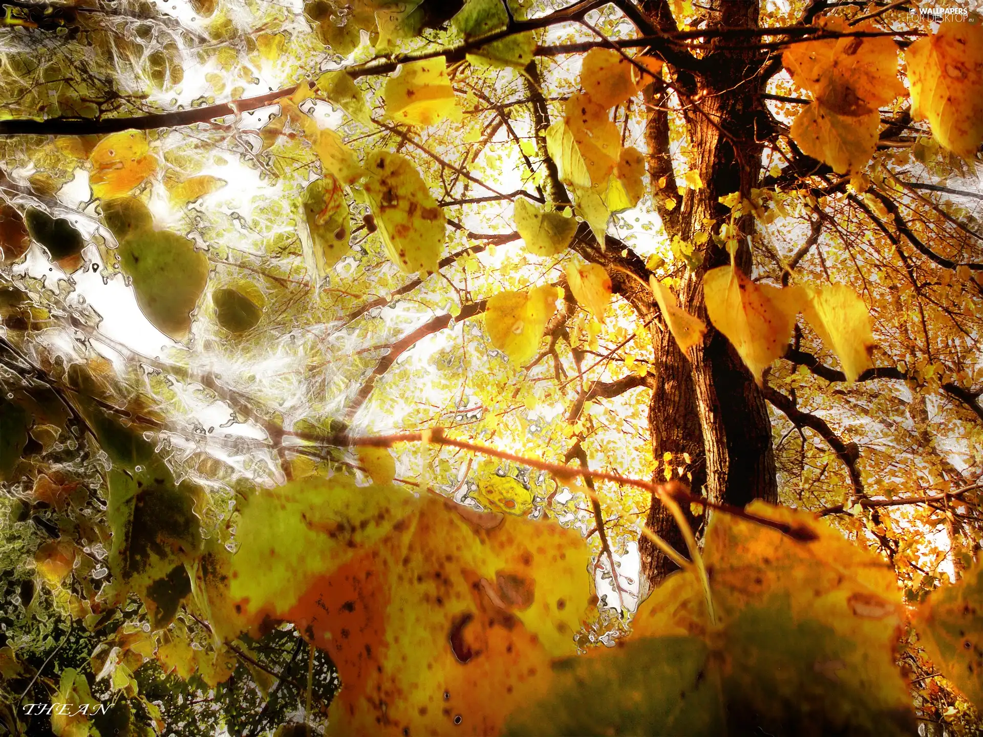 trees, Autumn, Leaf