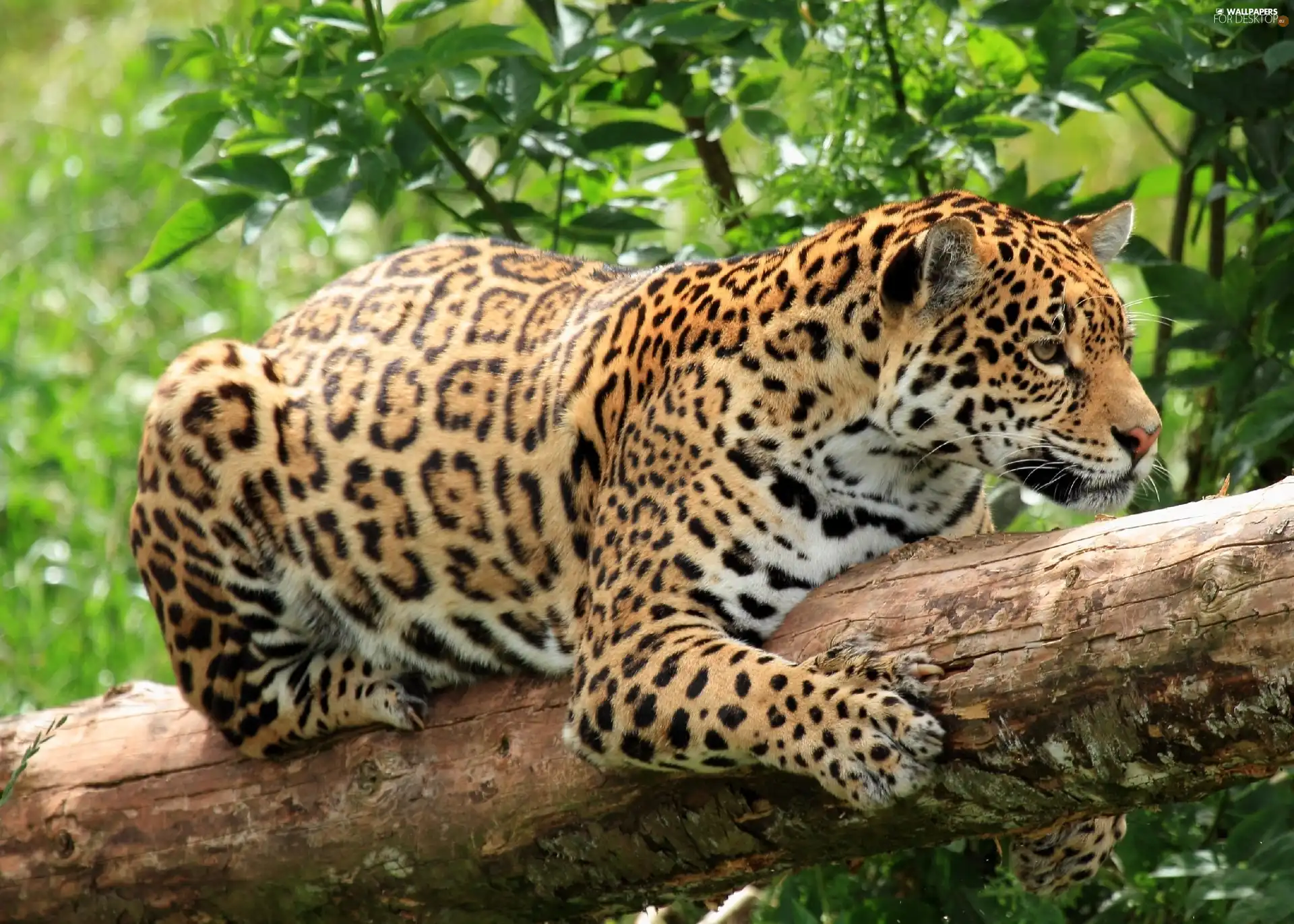 Leopards, trees