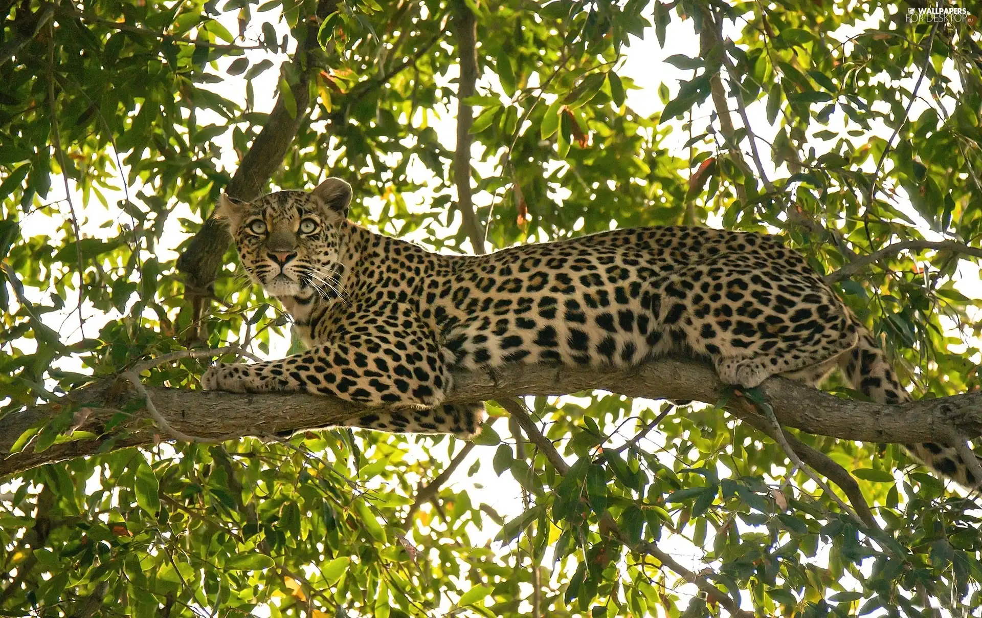 Leopards, trees