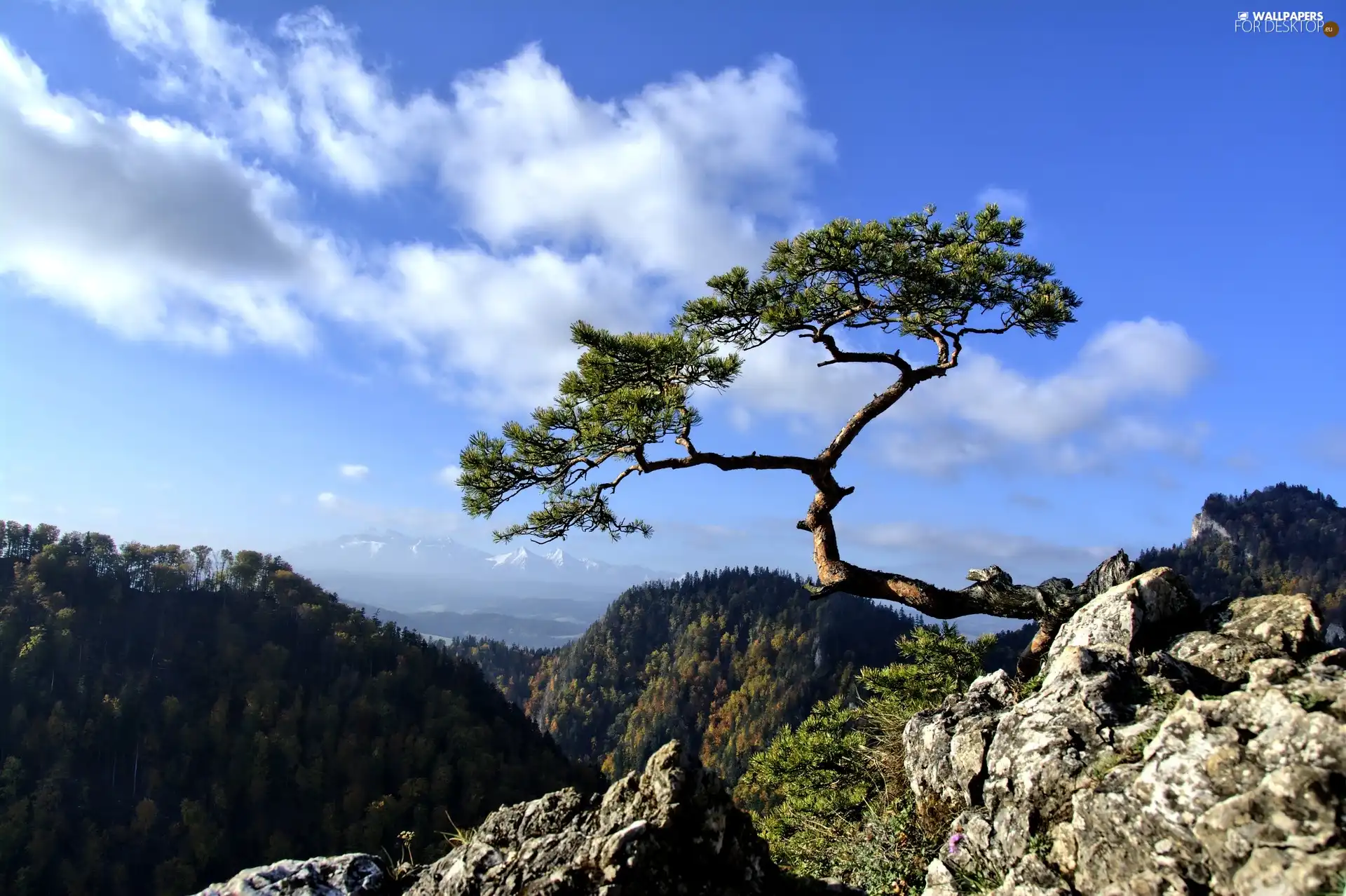 Mountains, Sokolica, trees, Pieniny