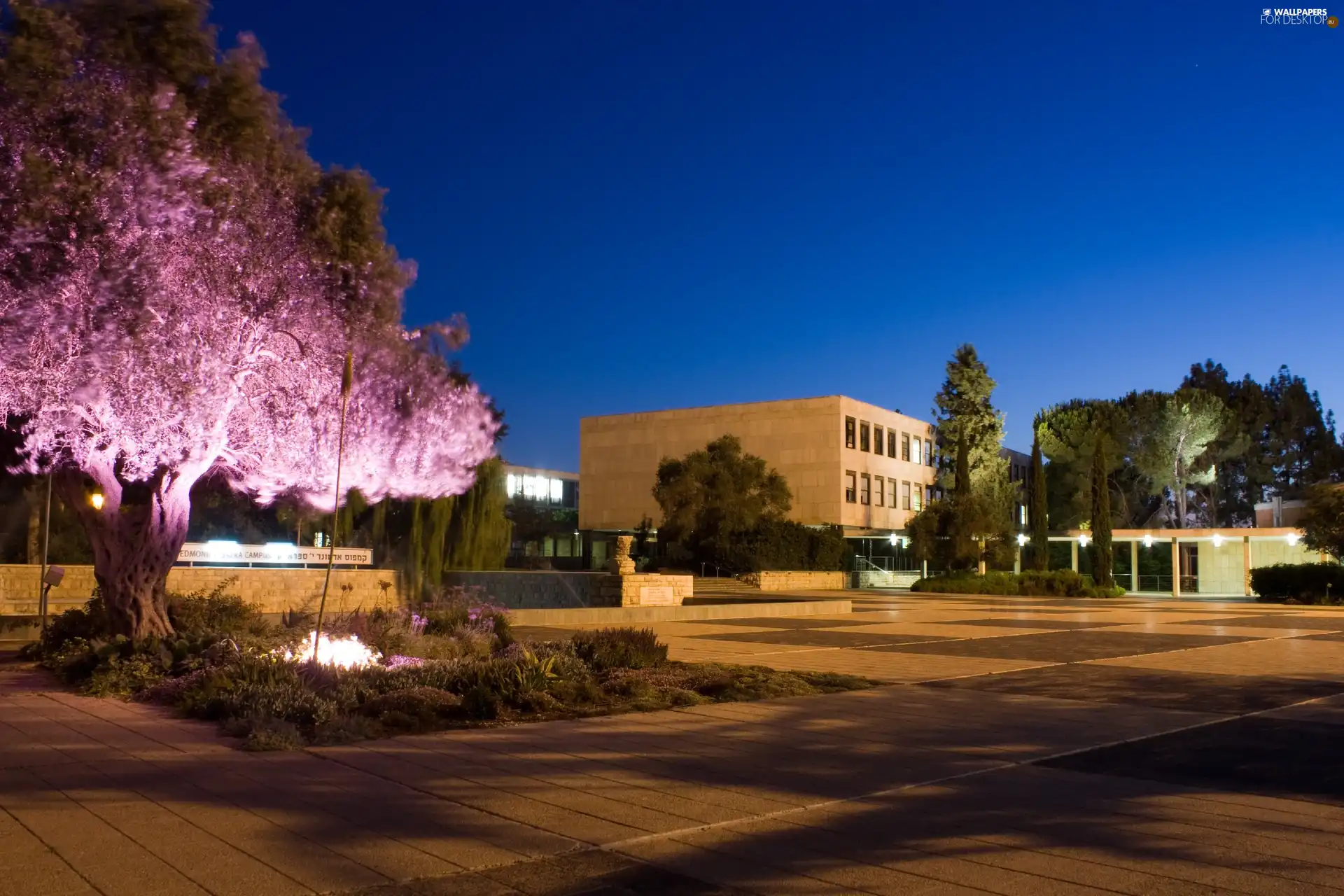 trees, Night, Jerusalem, highlighted, university