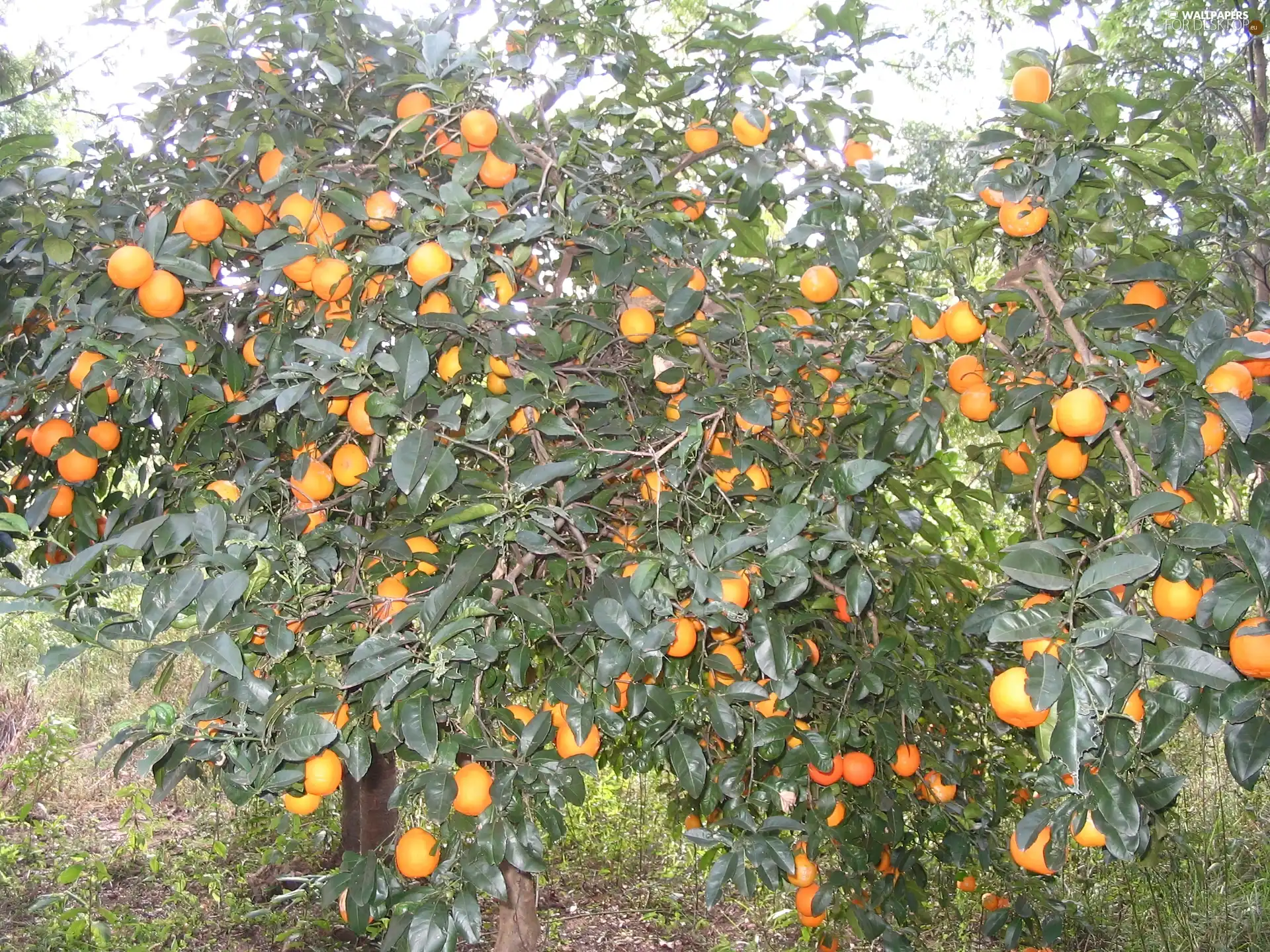 orange, trees