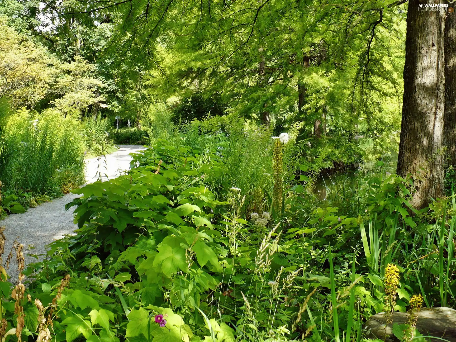 Park, Plants, trees, lane