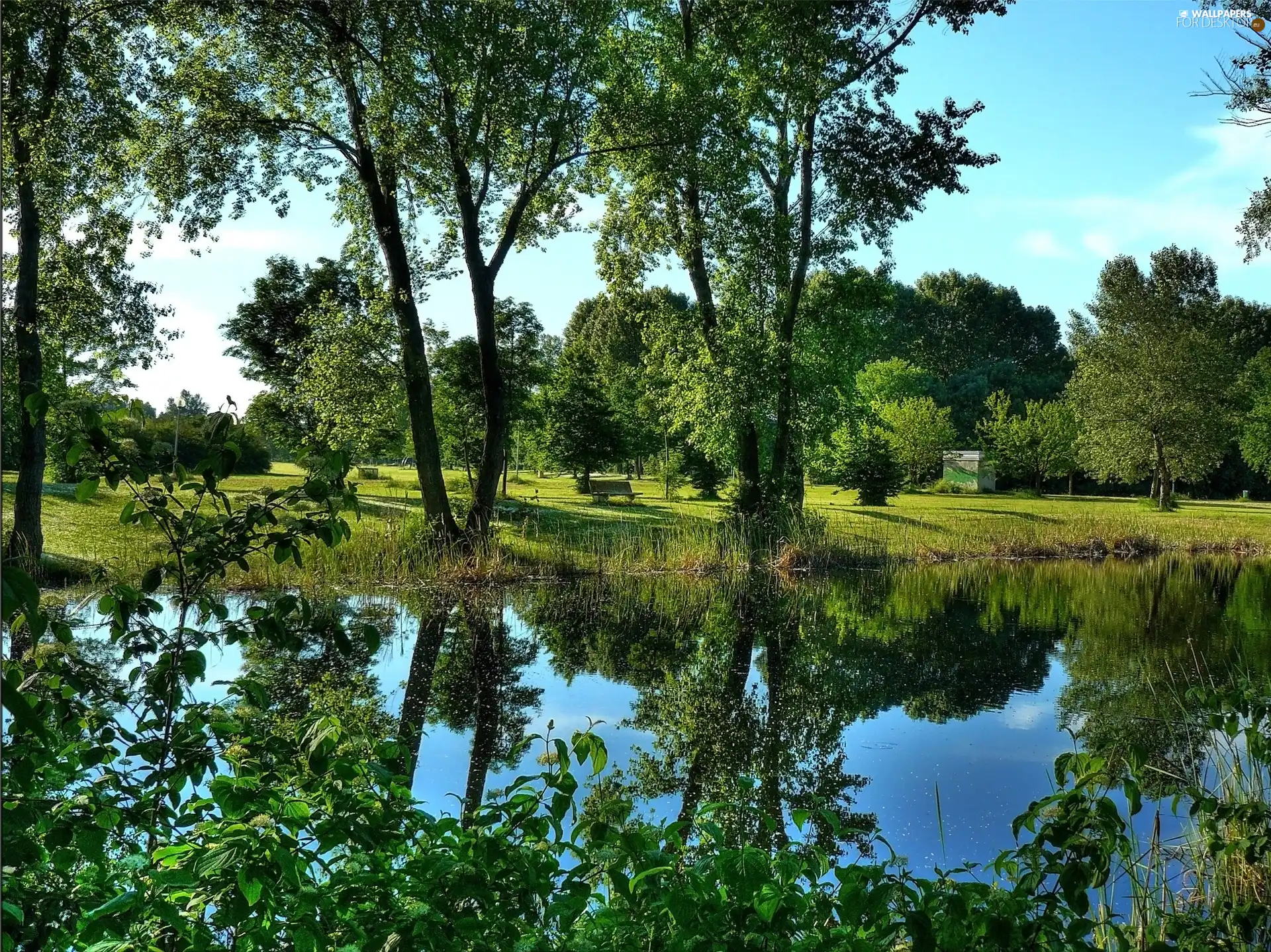 trees, viewes, Pond - car, VEGETATION, Park