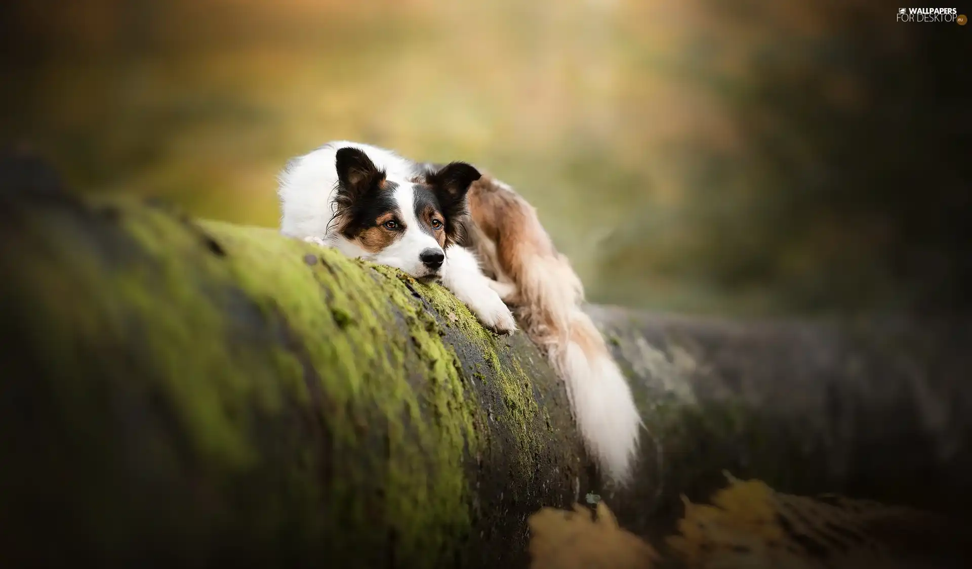 trees, dog, resting