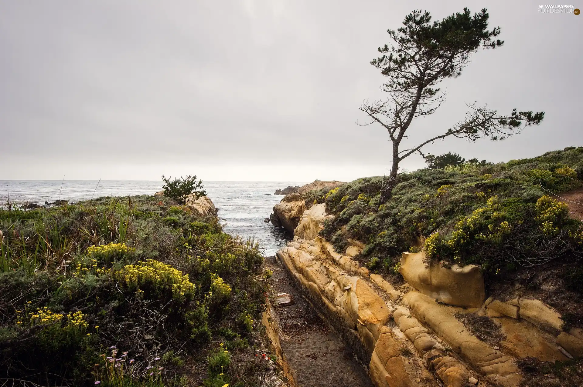 trees, sea, rocks