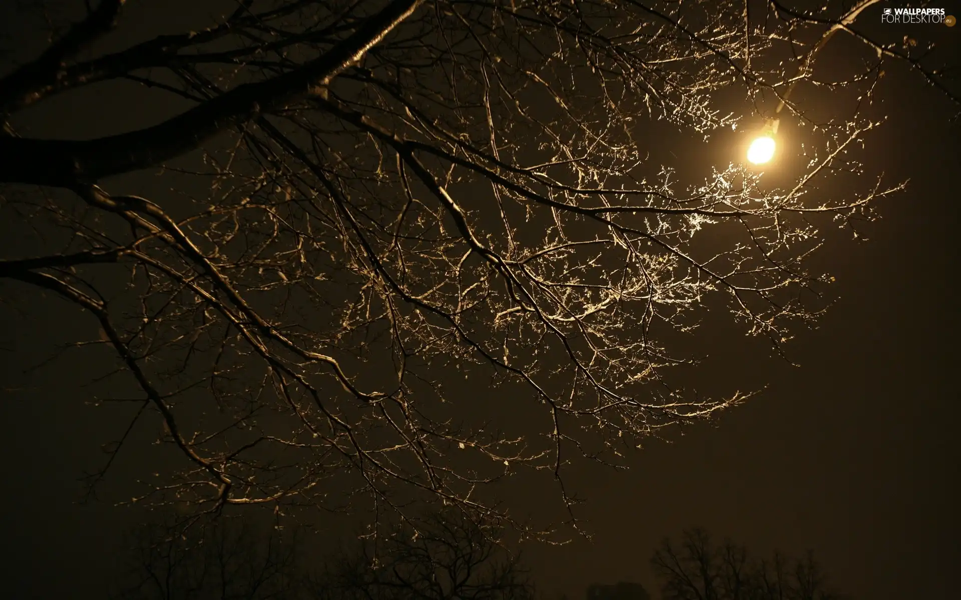 Sky, Night, trees, moon