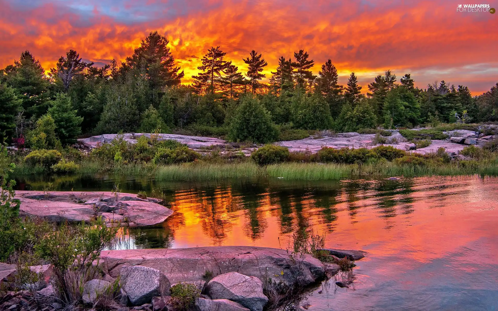 trees, Stones, west, sun, lake