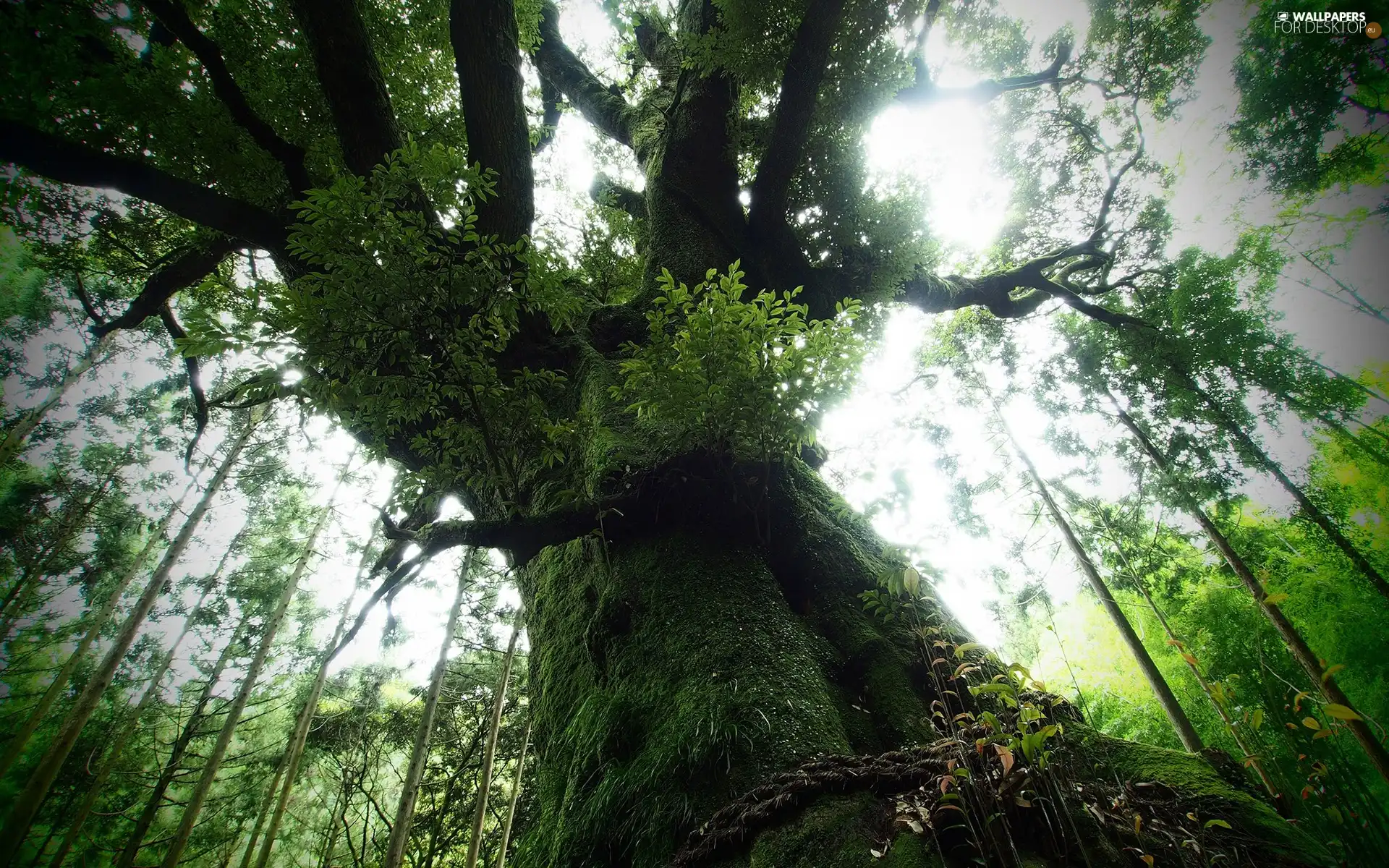 mossy, old, trees, forest, luminosity, shadow, sun, flash, ligh