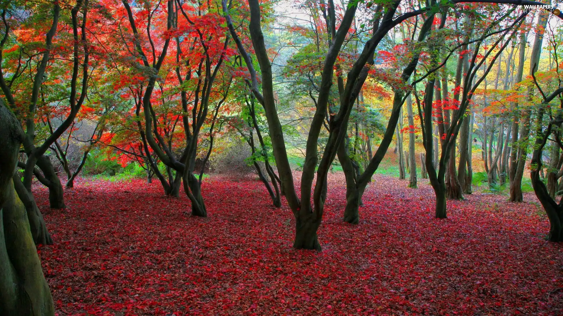 trees, viewes, falling, Leaf, autumn