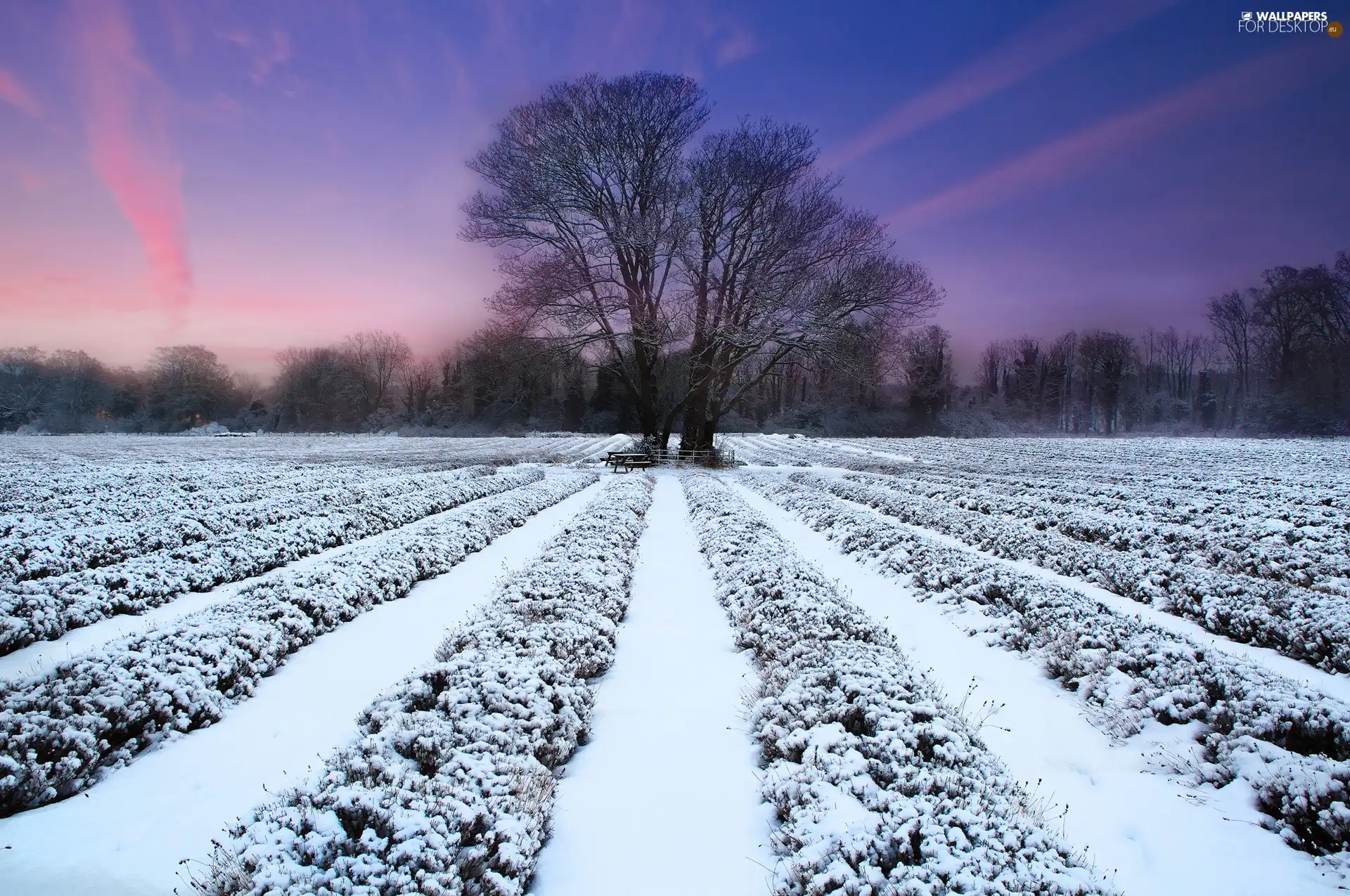 trees, viewes, cultivated, snow, Field