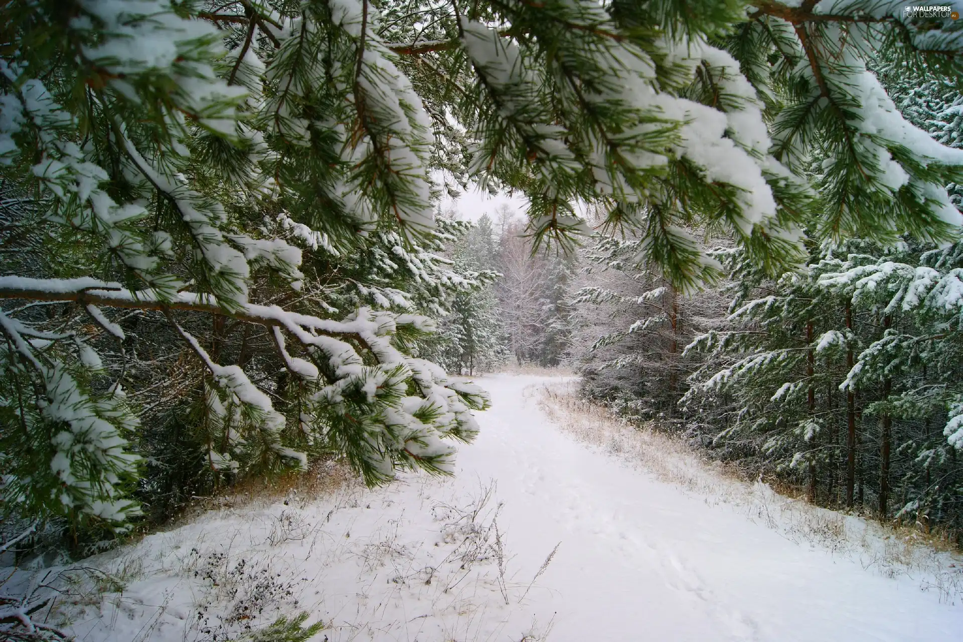 trees, viewes, Way, Snowy, forest