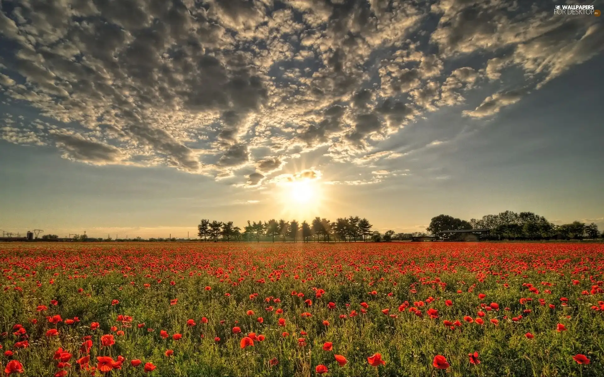 Meadow, west, trees, viewes, papavers, sun