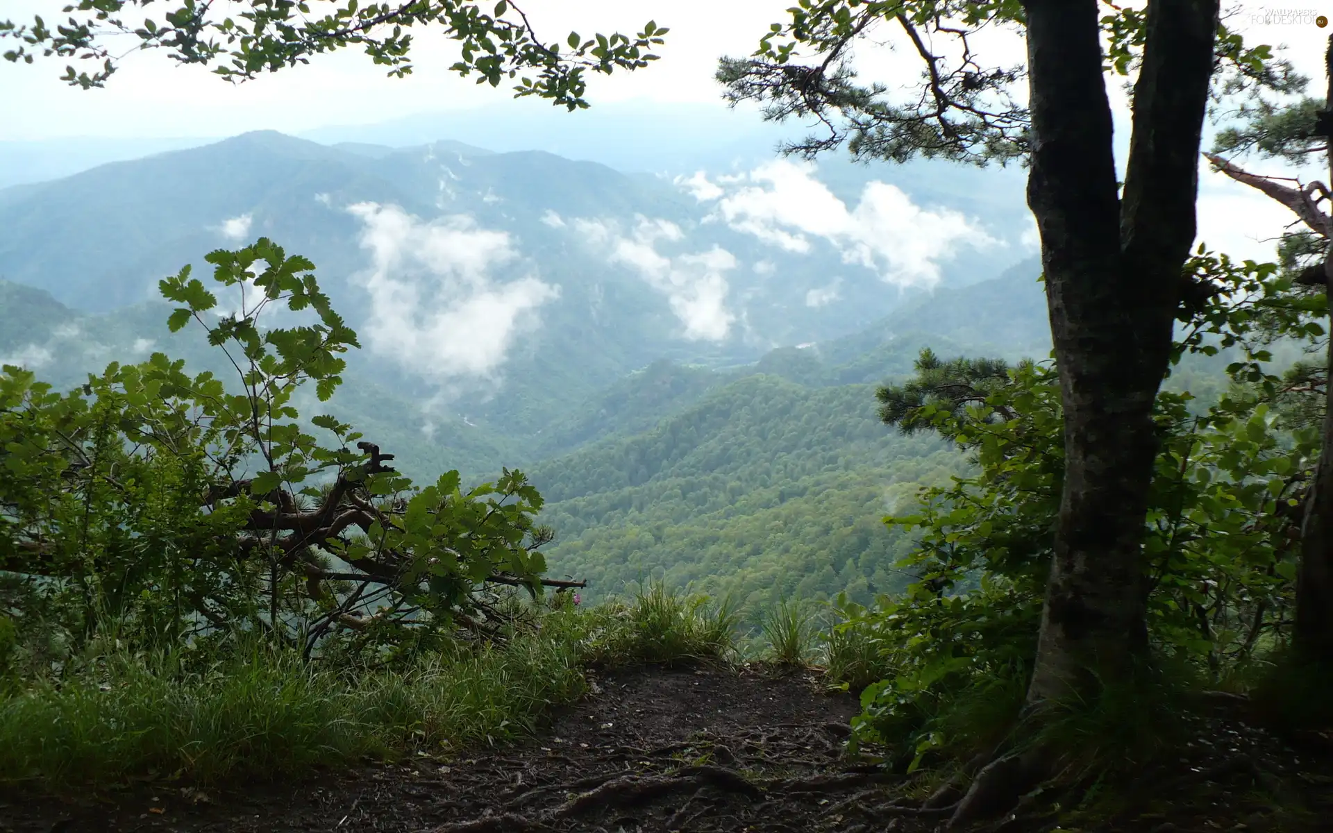 woods, Mountains, trees, viewes, Path, Valley