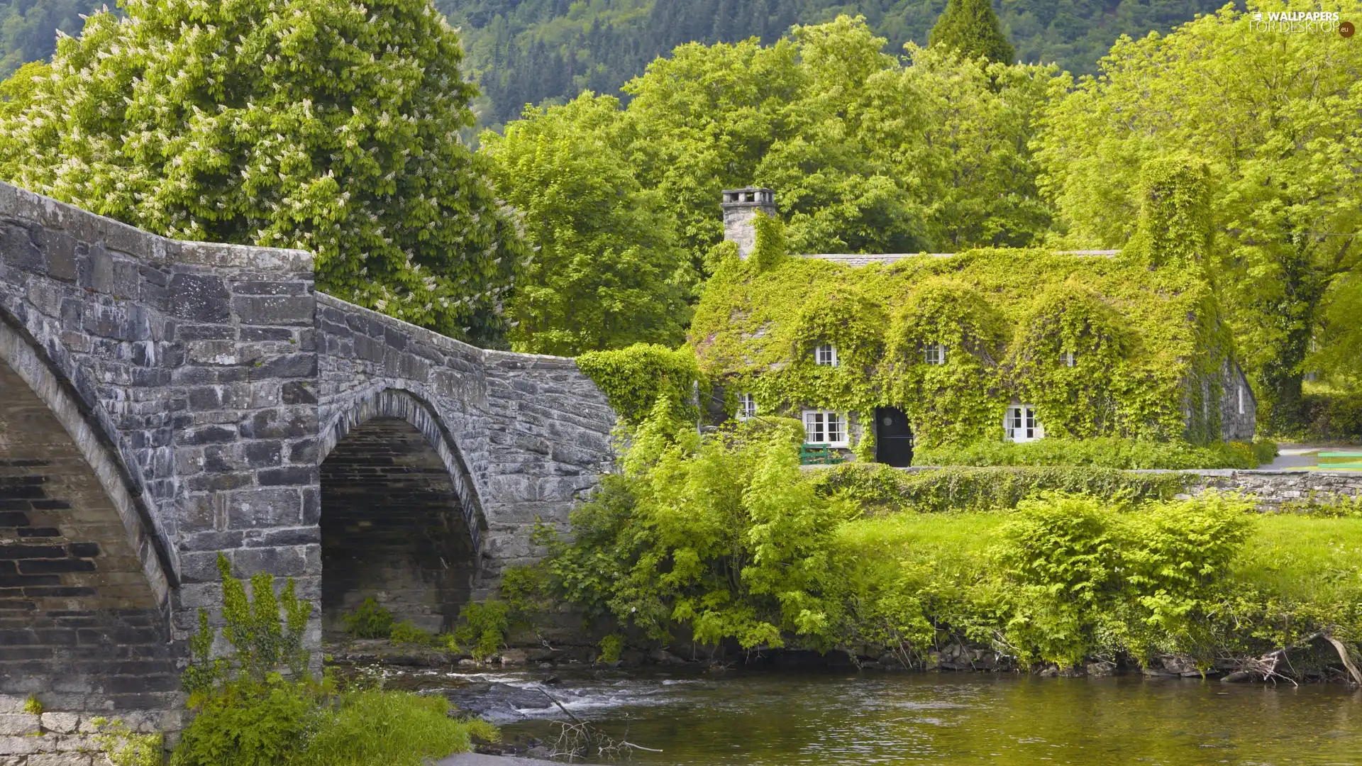 trees, viewes, bridge, house, River