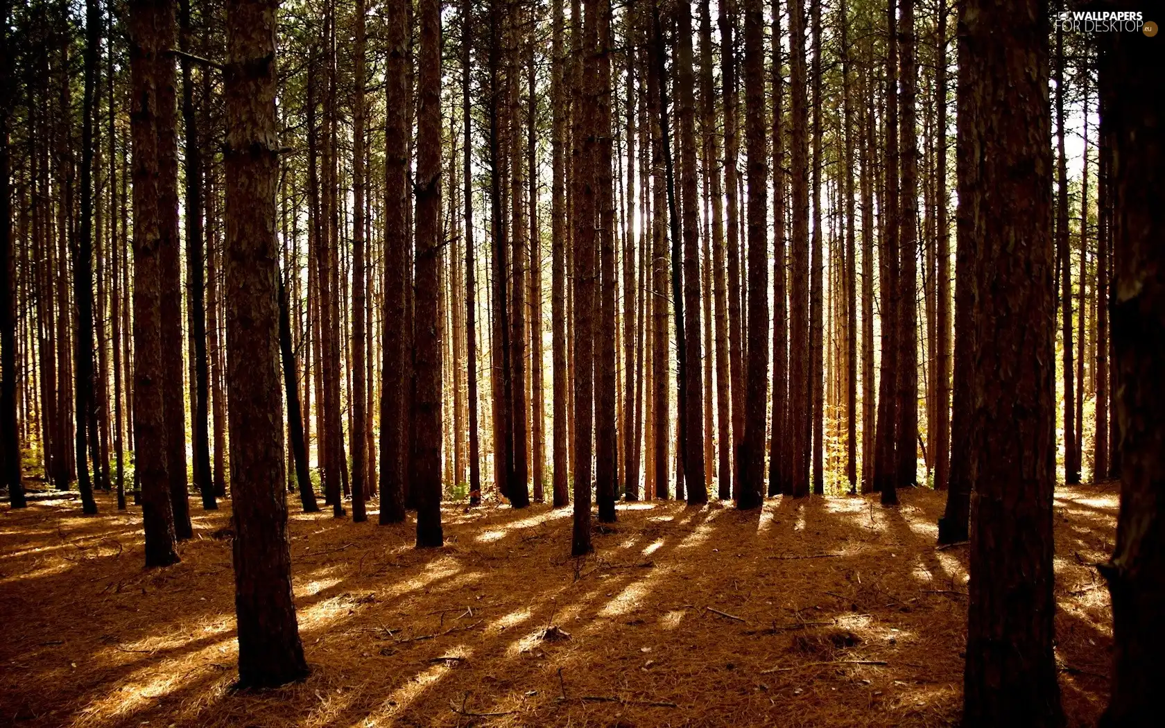 trees, viewes, rays, forest, sun