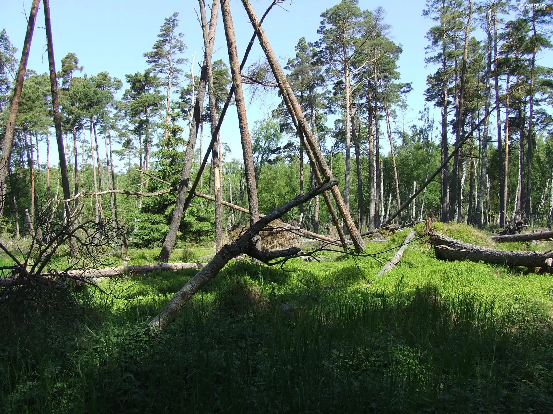 trees, viewes, nature, fallen, vigor