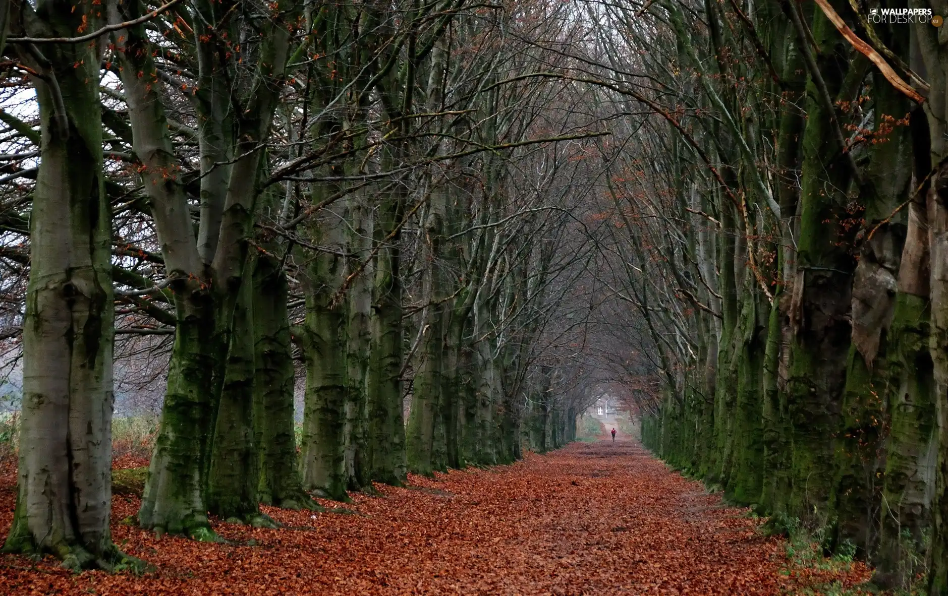 Leaf, autumn, trees, viewes, Way, fallen