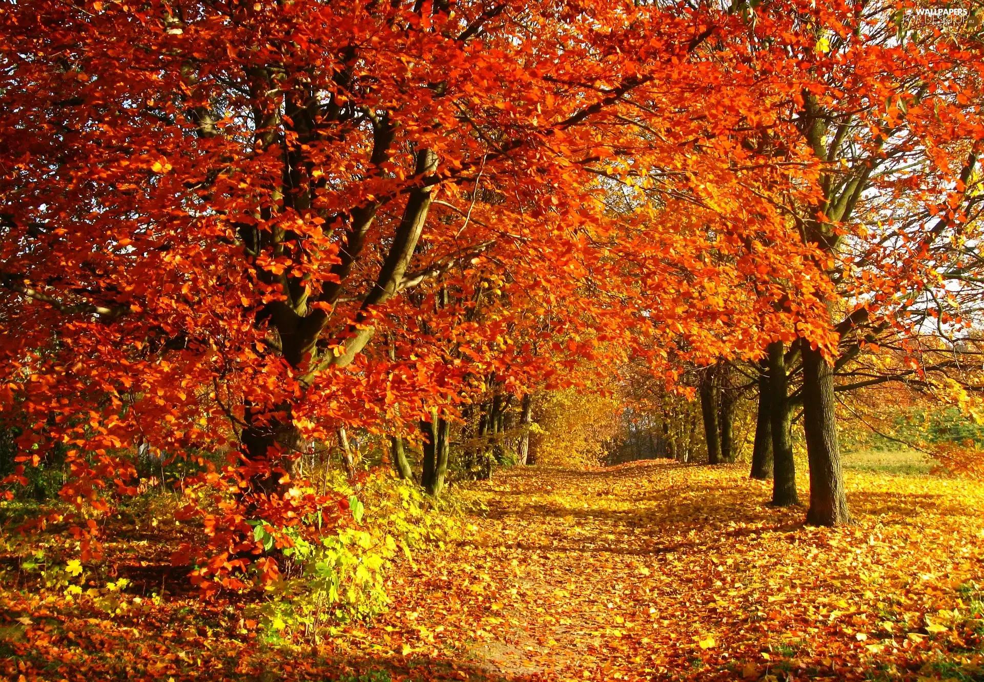 Leaf, Park, trees, viewes, Way, autumn